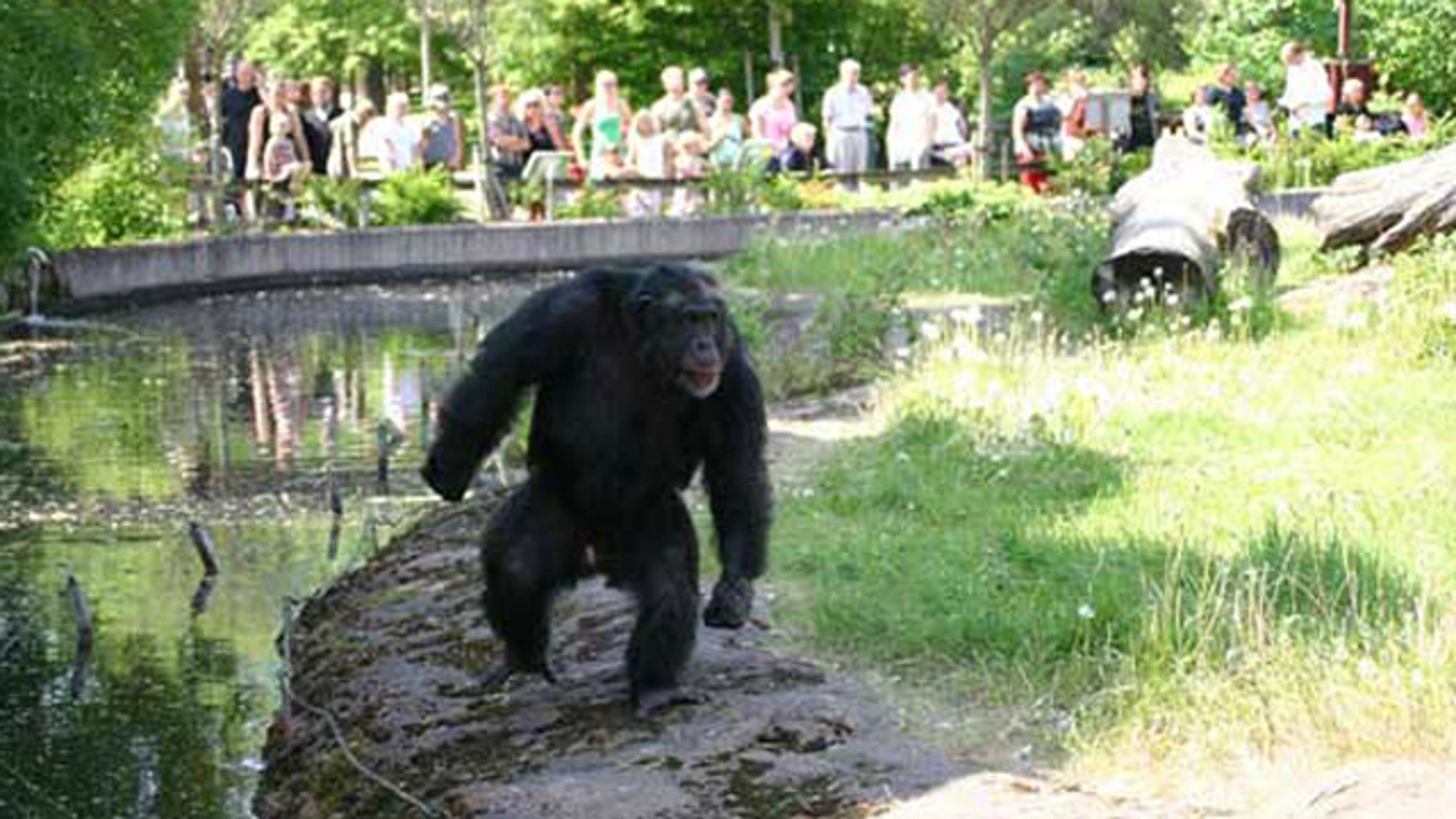 Zoo chimp makes elaborate plots to attack humans | Fox News