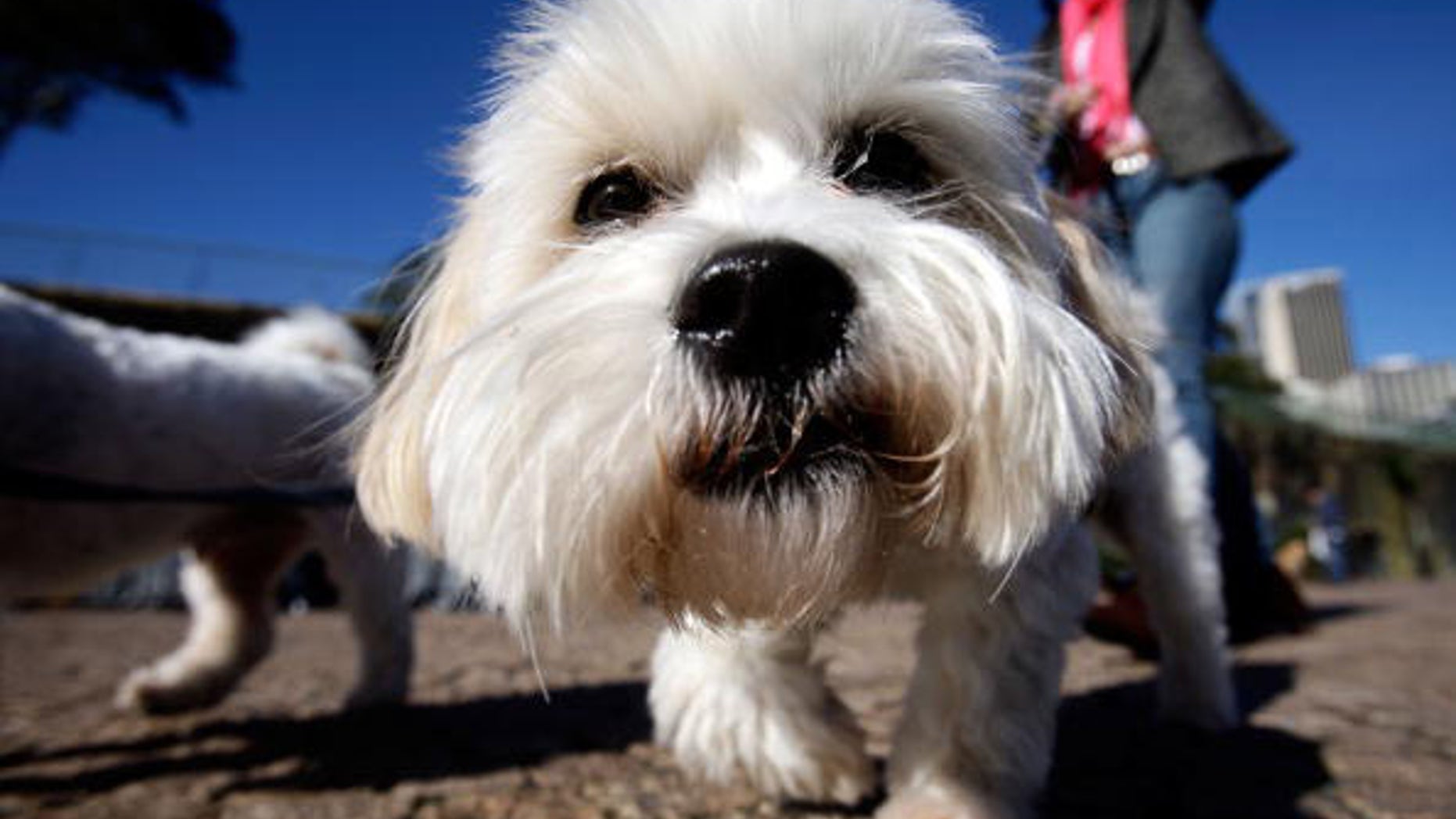 SYDNEY, AUSTRALIA - JUNE 05: A Maltese Terrier attends the "Music for Dogs" concert for canines as part of the Vivid LIVE festival at the Sydney Opera House forecourt on June 5, 2010 in Sydney, Australia. The concert featured a 20-minute piece composed by festival co-curator Anderson for the hearing range of dogs with the bulk of the performance inaudible to humans. (Photo by Brendon Thorne/Getty Images)