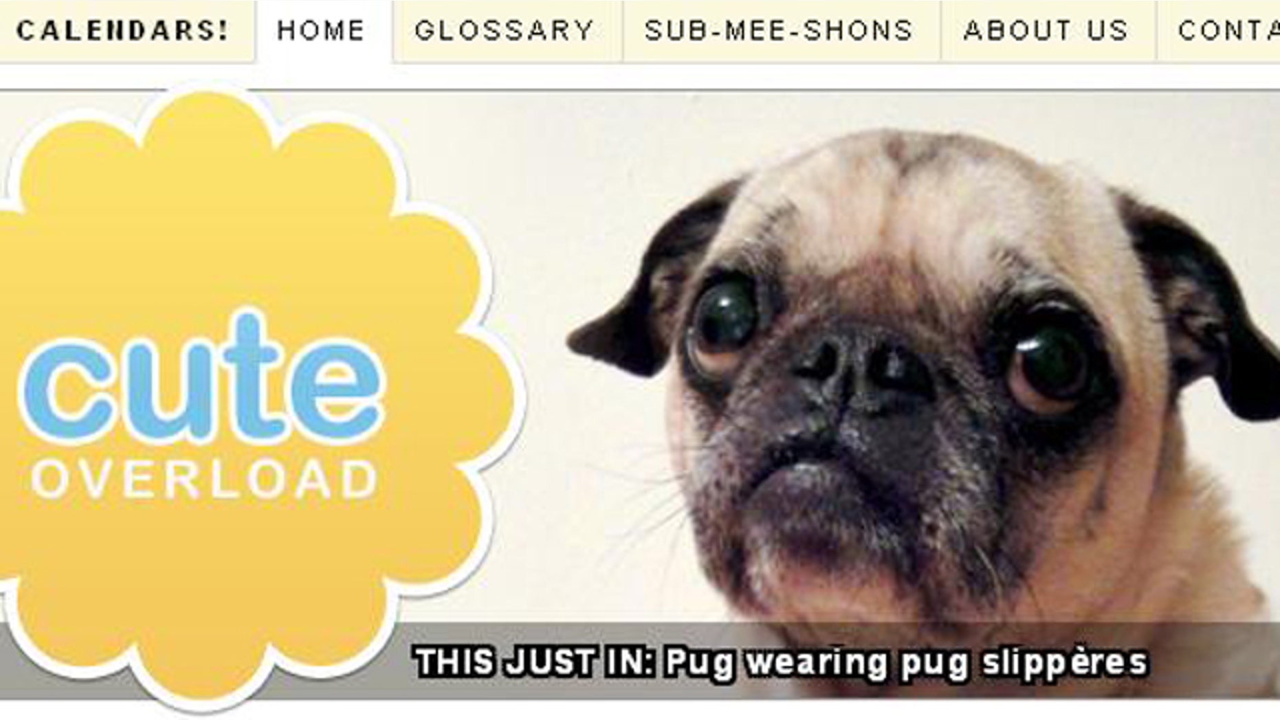 A screenshot of the Cute Overload website, which features a continuous stream of adorable animals.