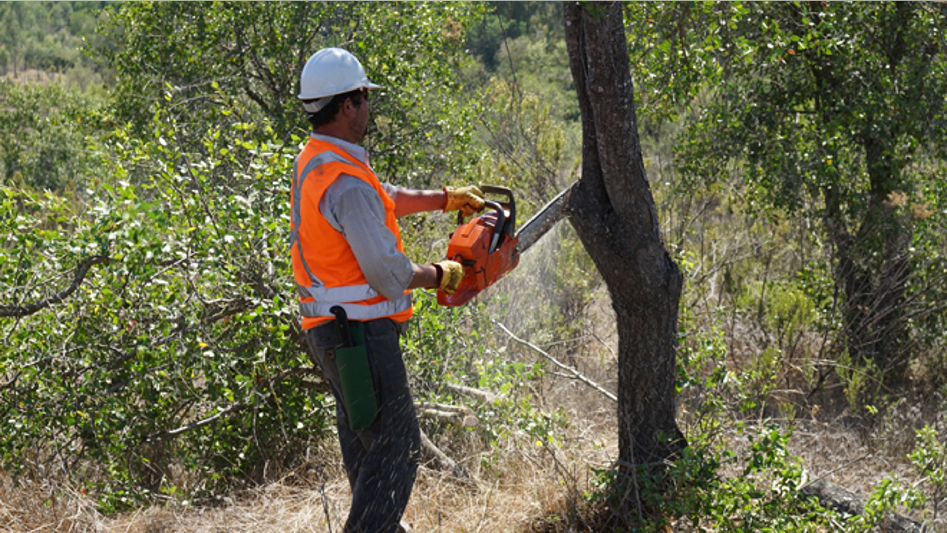 Sustainable quillaja harvesting in Chile