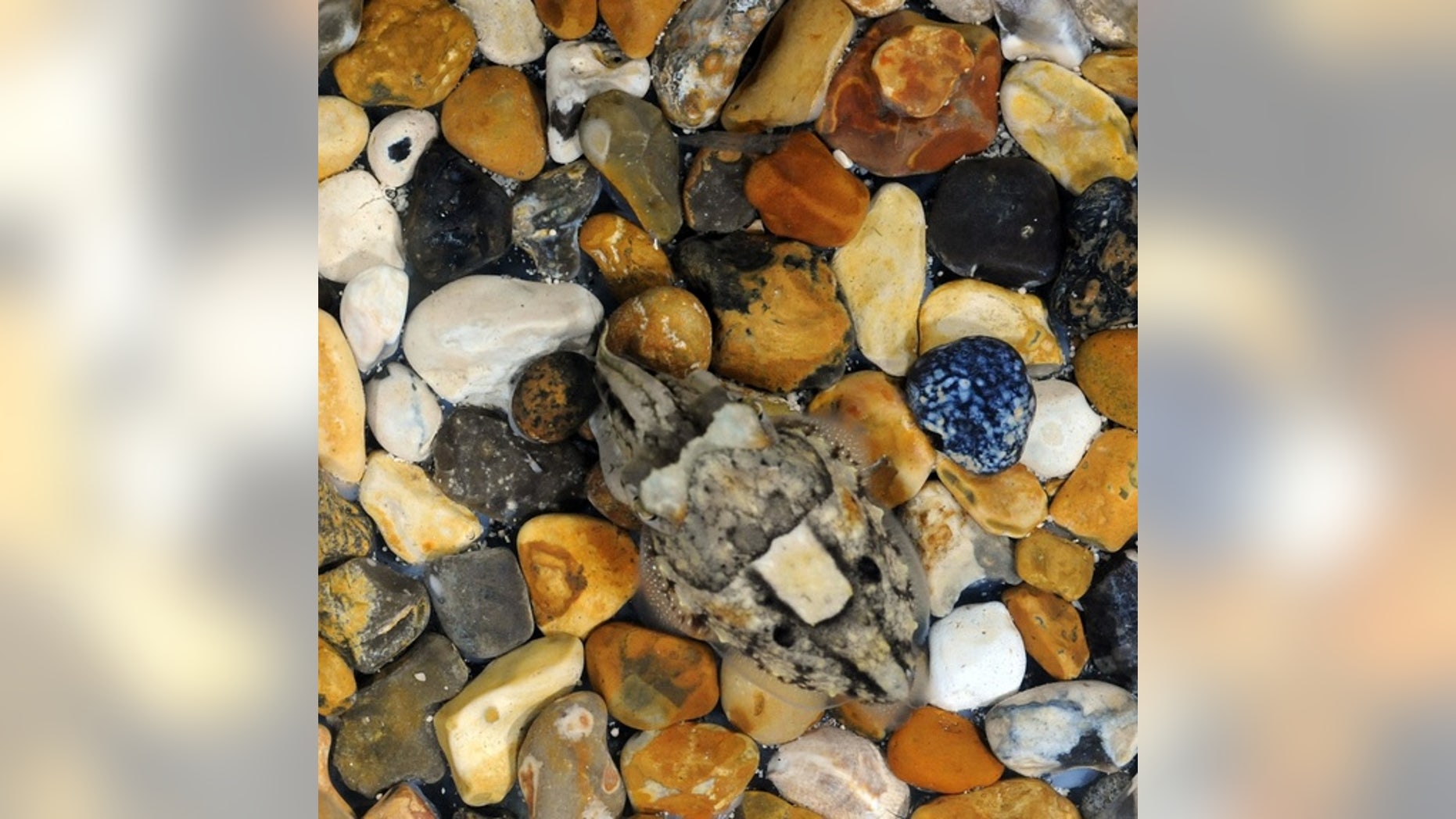 A "disruptive" camouflage pattern used by cuttlefish to blend into "chunky" backgrounds.