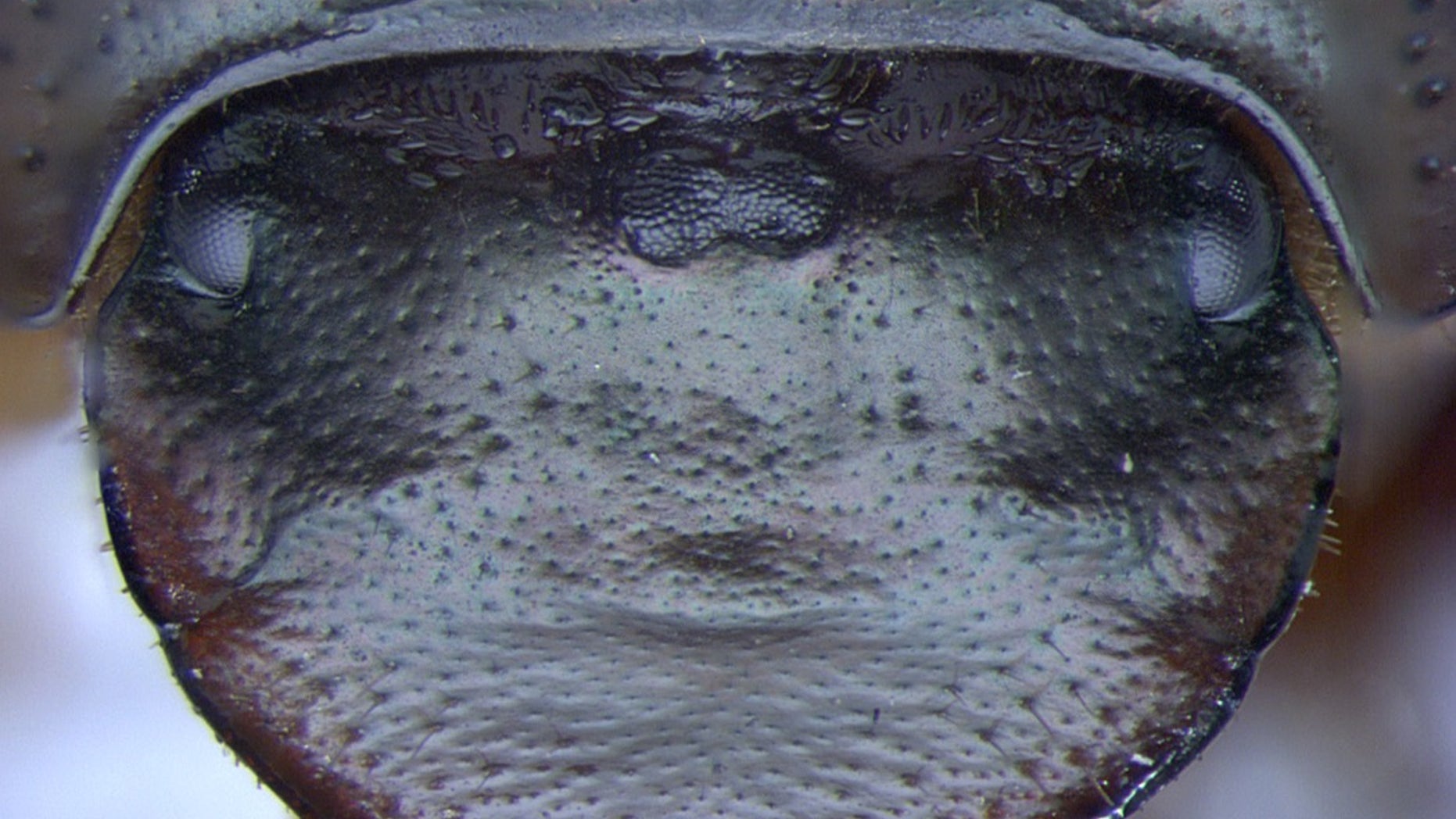 Without the orthodenticle gene, this dung beetle (<em>Onthophagus Sagittarius</em>) grows an extra compound eye at the top center of its head.