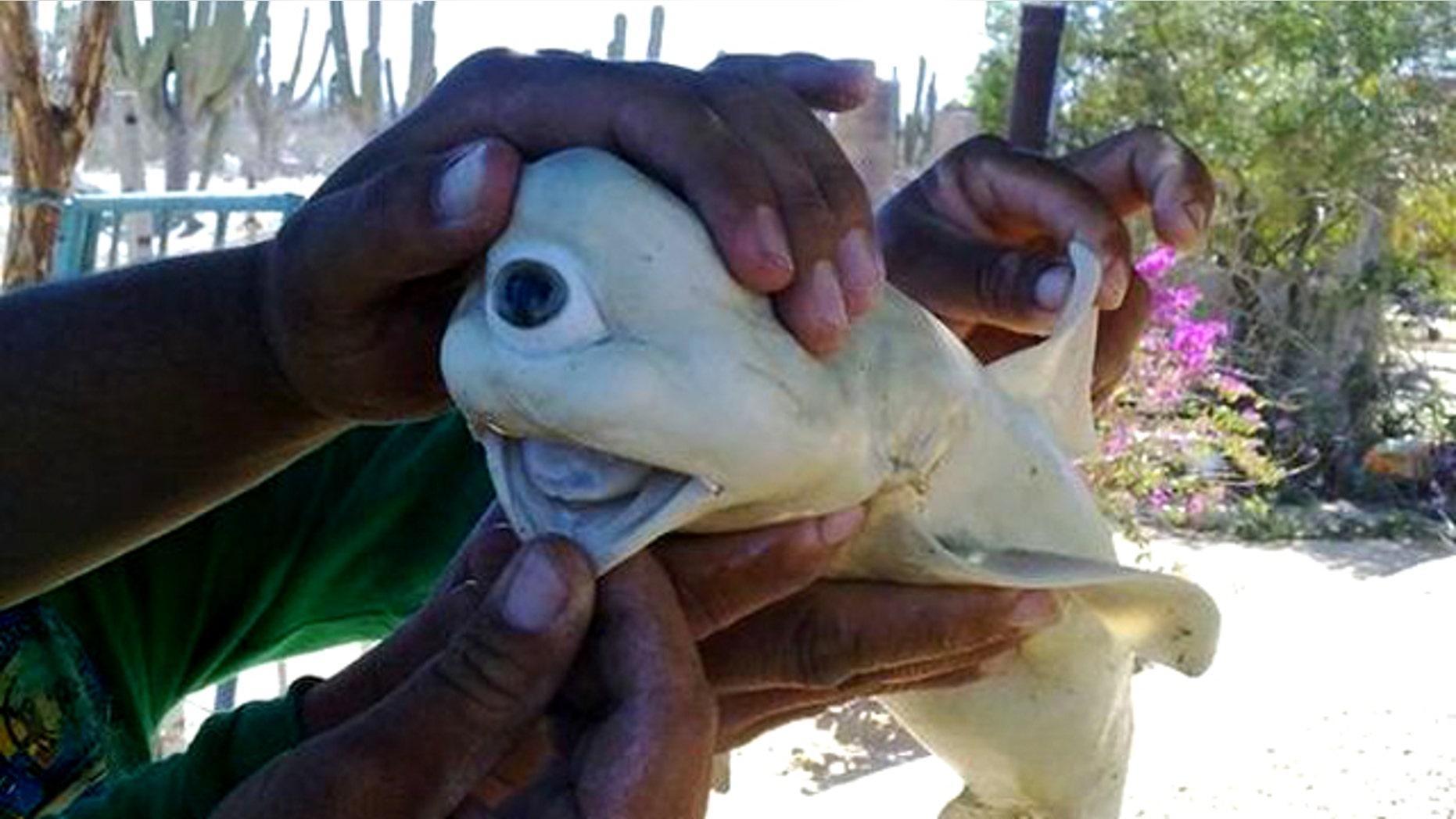 A fetal shark cut from the belly of a pregnant shark caught in the Gulf of California. The shark, which would likely not have survived outside the womb, had only one eye.