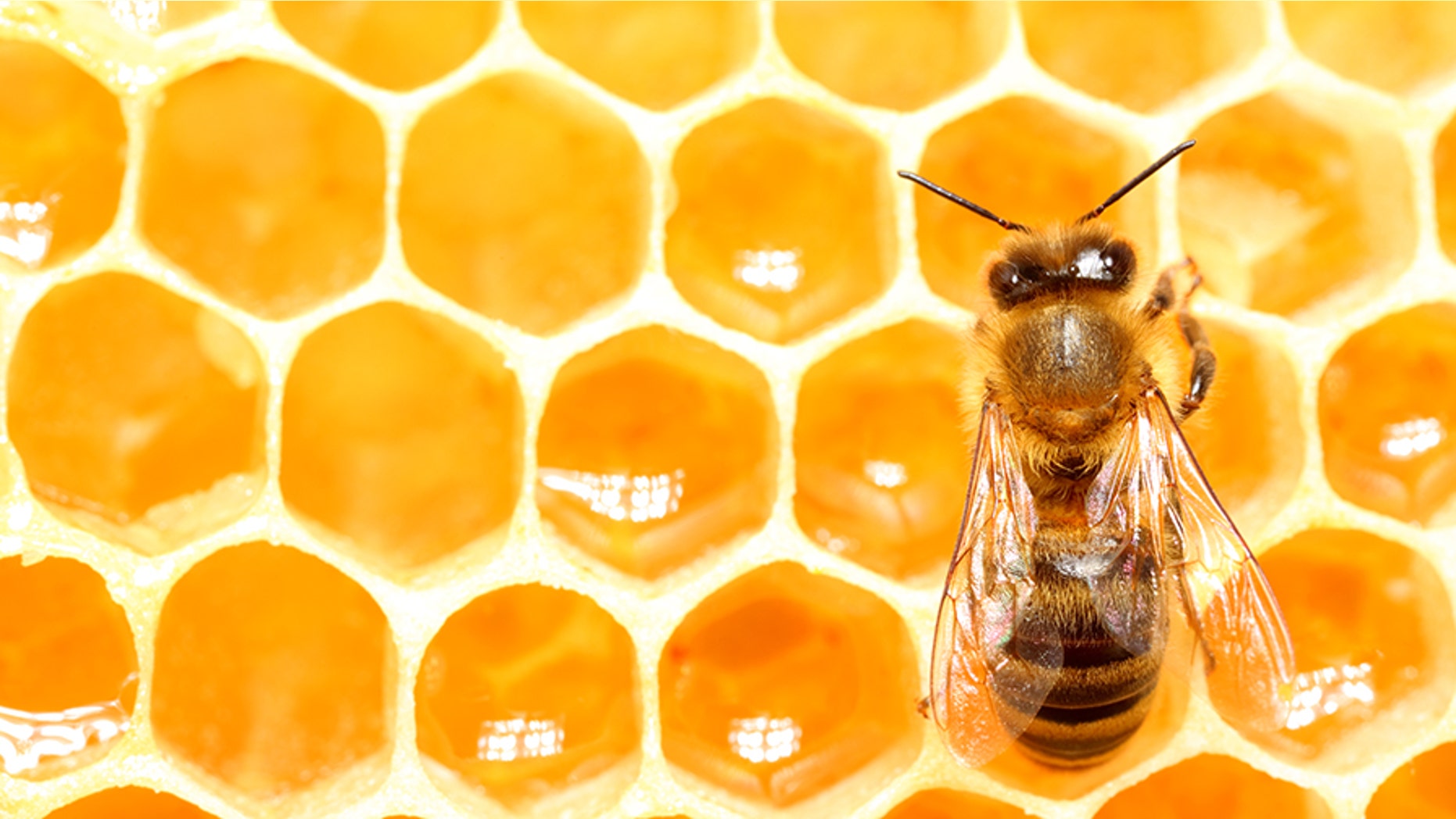 Bee and Honeycomb (Antagain) (Credit: iStock)