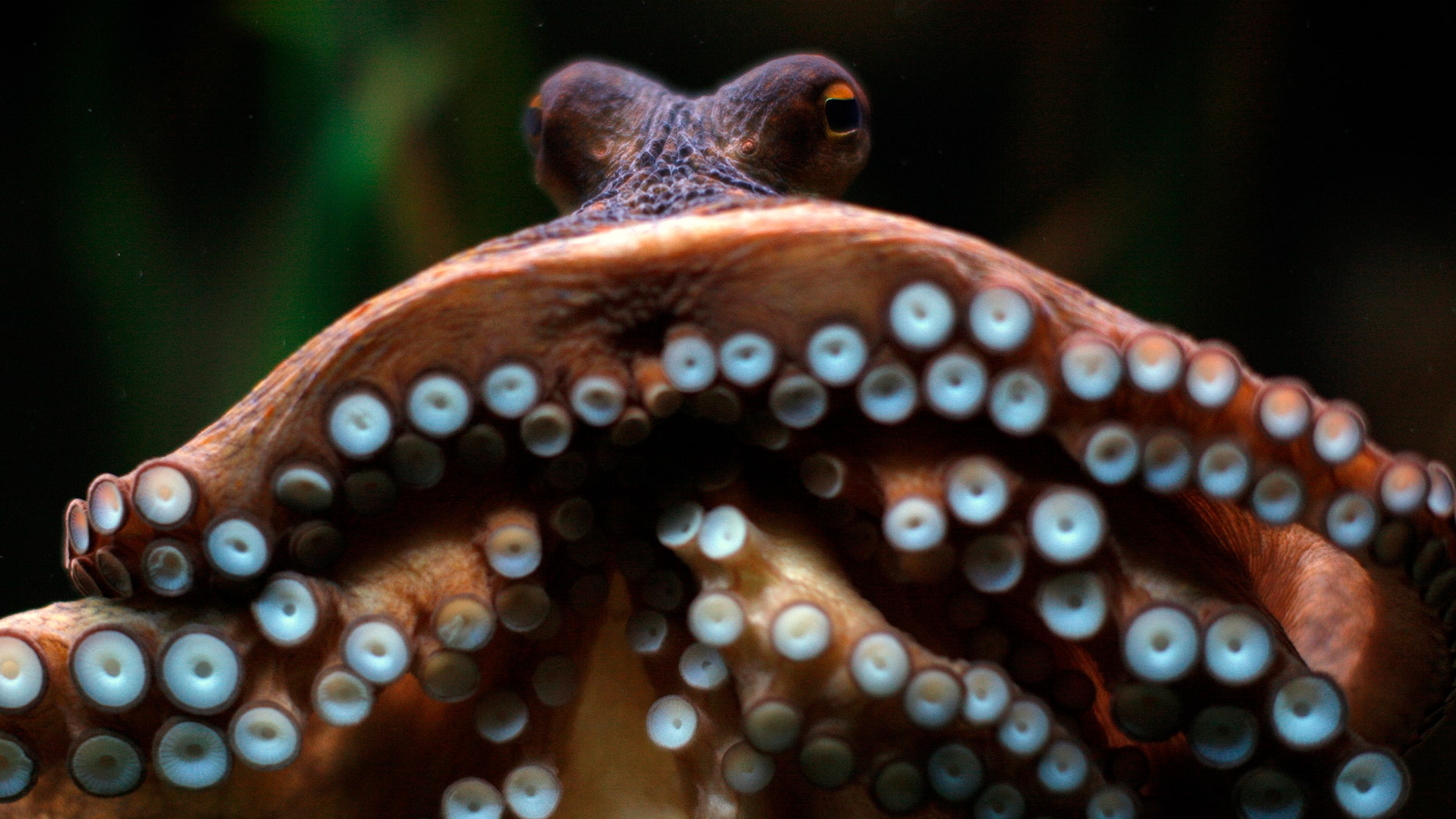 Researchers have serious reservations about a recent study that suggested octopus may have come to Earth from another planet. (REUTERS/Jon Nazca)