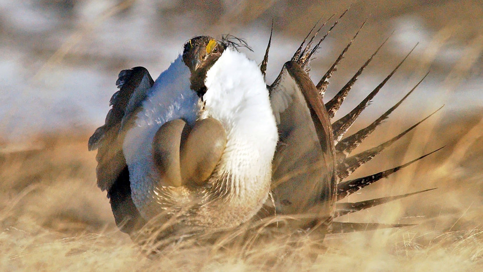 FILE --This file photo taken Tuesday, April 15, 2008, near Rawlins, Wyo., shows a male sage grouse performing his "strut". Federal wildlife officials are expected to make a decision Friday Oct. 25, 2013 about listing populations of sage grouse in Nevada and California as an endangered species. Miners, ranchers and others that operate on public lands have opposed the protections as an economic disaster. (AP Photo/Rawlins Daily Times, Jerret Raffety, File)