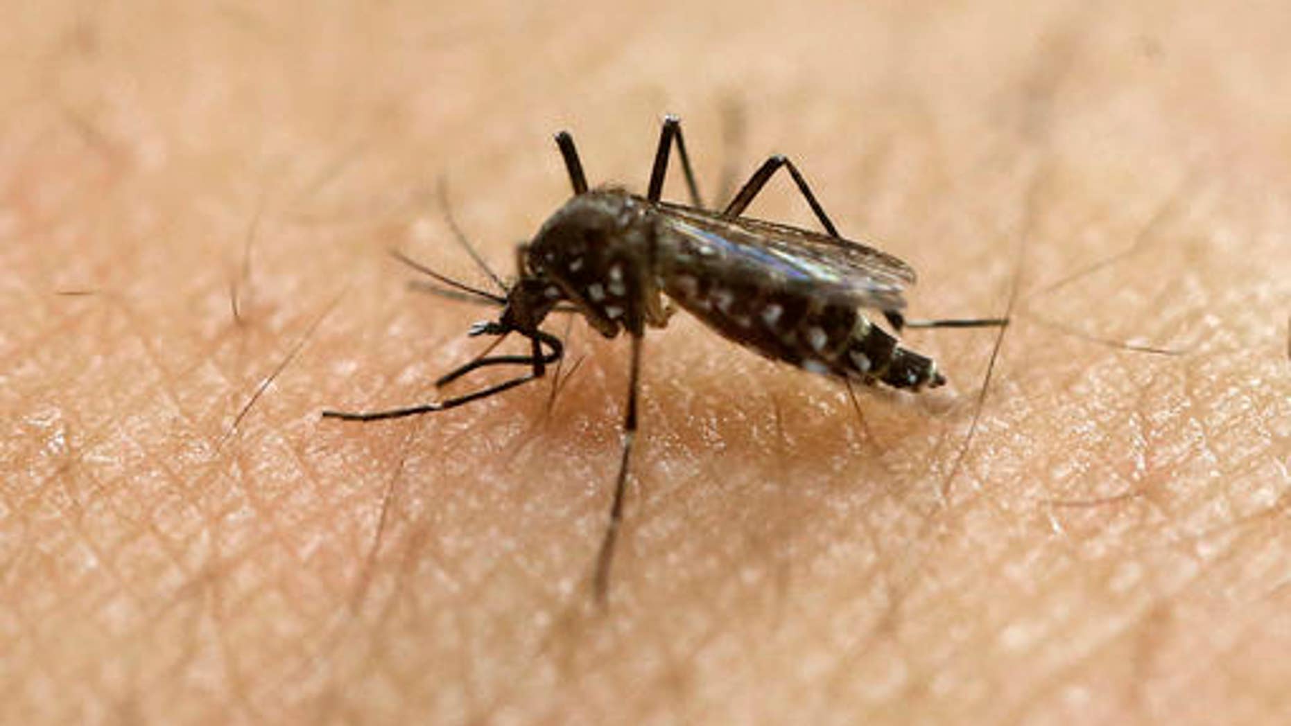 FILE - In this Jan. 18, 2016, file photo, a female Aedes aegypti mosquito, known to be a carrier of the Zika virus, acquires a blood meal on the arm of a researcher at the Biomedical Sciences Institute of Sao Paulo University in Sao Paulo, Brazil. The World Health Organization said Friday Sept. 2, 2016, that the outbreak of Zika remains an international health emergency and noted the virus is continuing to infect new countries. (AP Photo/Andre Penner, File)
