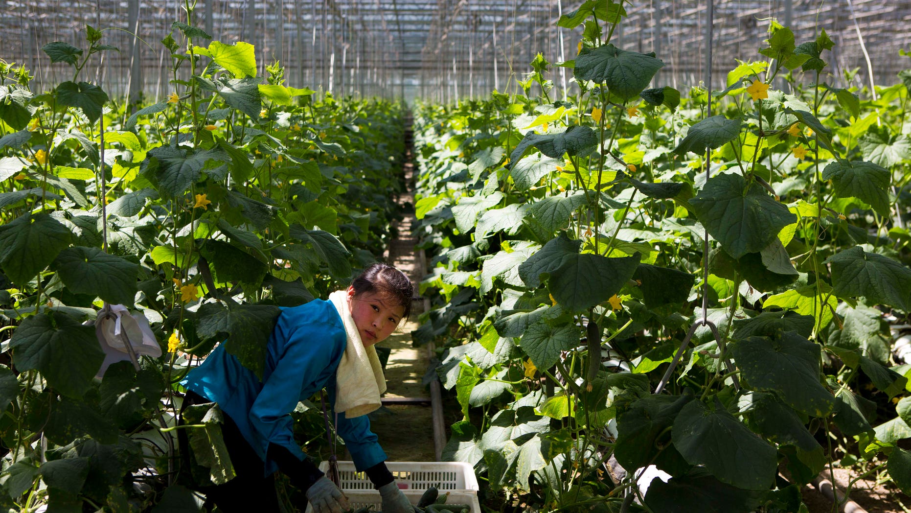 In this Wednesday, May 22, 2013 photo, a North Korean woman works in a vegetable greenhouse on the outskirts of Pyongyang. Farmers in North Korea have confirmed that they have begun carrying out new economic policies designed to boost productivity by giving managers and workers financial incentives. Some foreign analysts say the moves are reminiscent of early reform in China in the late 1970s. (AP Photo/David Guttenfelder)
