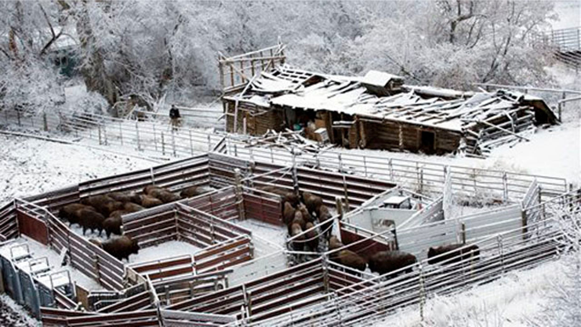 March 19, 2012 : This shows bison entering a holding pen at the Rigler Quarantine Facility near Gardiner, Mont.