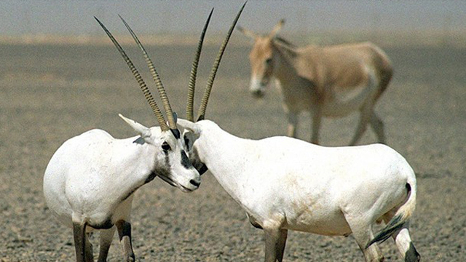 The Arabian oryx, the desert antelope seen here that may have sparked the legend of the unicorn, has bounced back after being hunted almost to oblivion, the International Union for Conservation of Nature said.