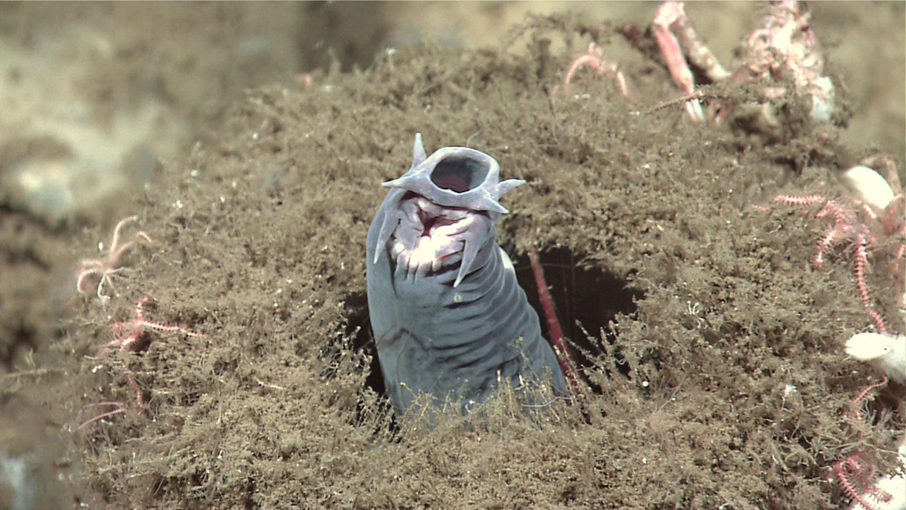 A hagfish protruding from a sponge. (Credit: NOAA Okeanos Explorer Program)