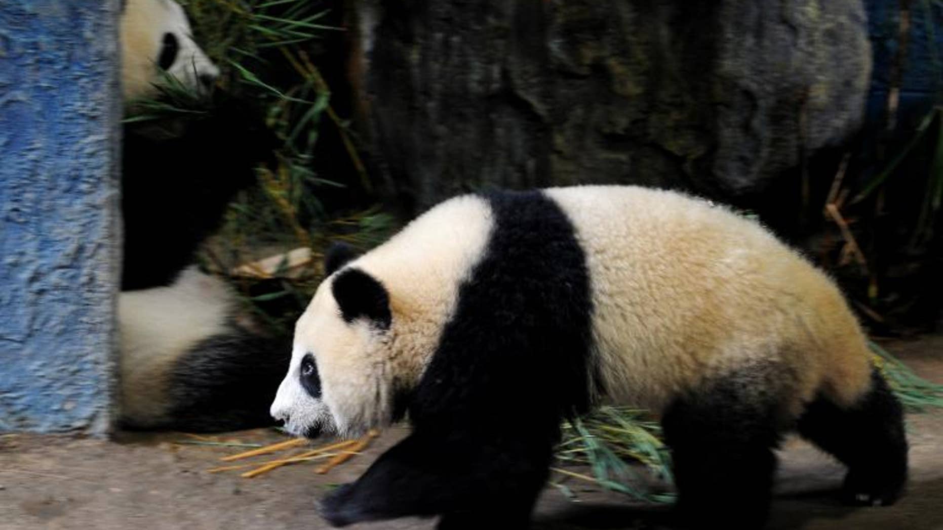Thai panda Linping, pictured in an enclosure at Chiang Mai zoo, on September 19, 2010