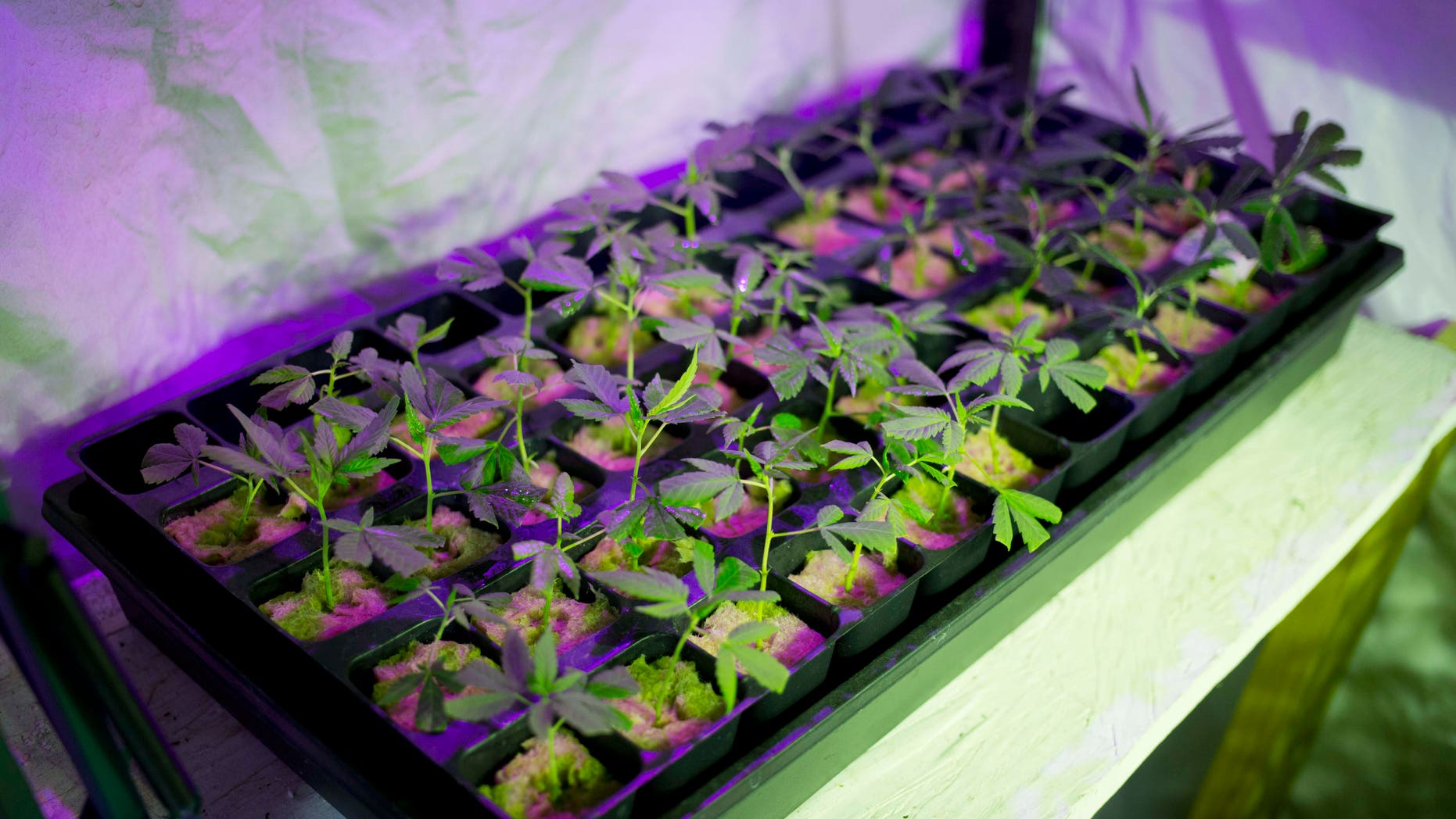 In this March 12, 2015 photo, marijuana grows in a hydroponics garden inside an apartment in Mexico City. High-potency boutique pot is a small but growing market in Mexico, a country where marijuana is largely illegal, unlike the U.S. states of Colorado and Washington that have legalized recreational use, and others where medicinal pot is available. (AP Photo/Eduardo Verdugo)