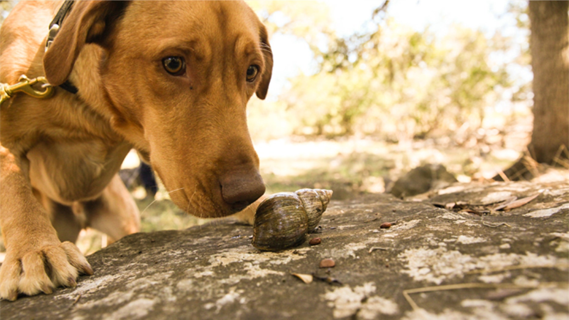 In this Oct. 25, 2014 photo, courtesy of Rebecca Ross, Darwin the Labrador retriever sniffs at a snail in while being trained in Texas. (Rebecca Ross/Dogs for Conservation via AP)