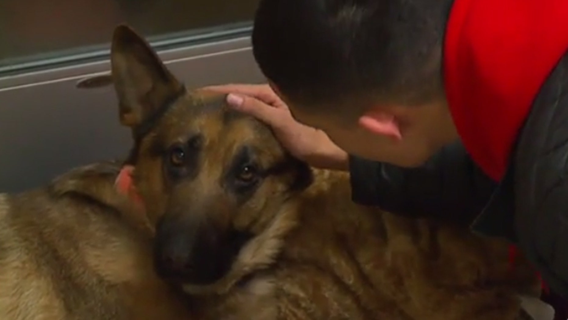Javier Mercado says his dog, Rex, came to his aid during a home invasion on Wednesday.