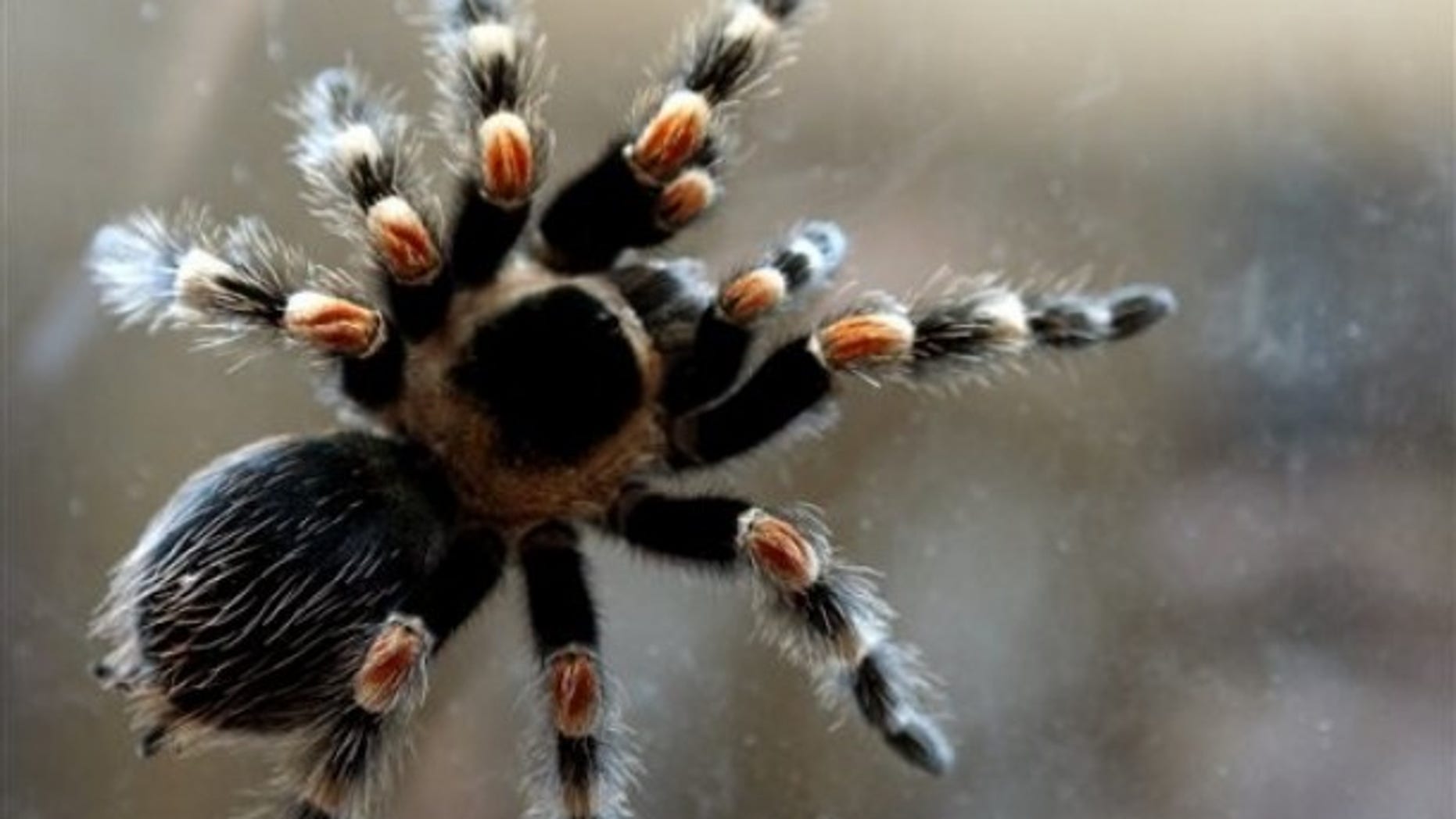 Spider Phobia Cured With 2 Hour Therapy Fox News - 