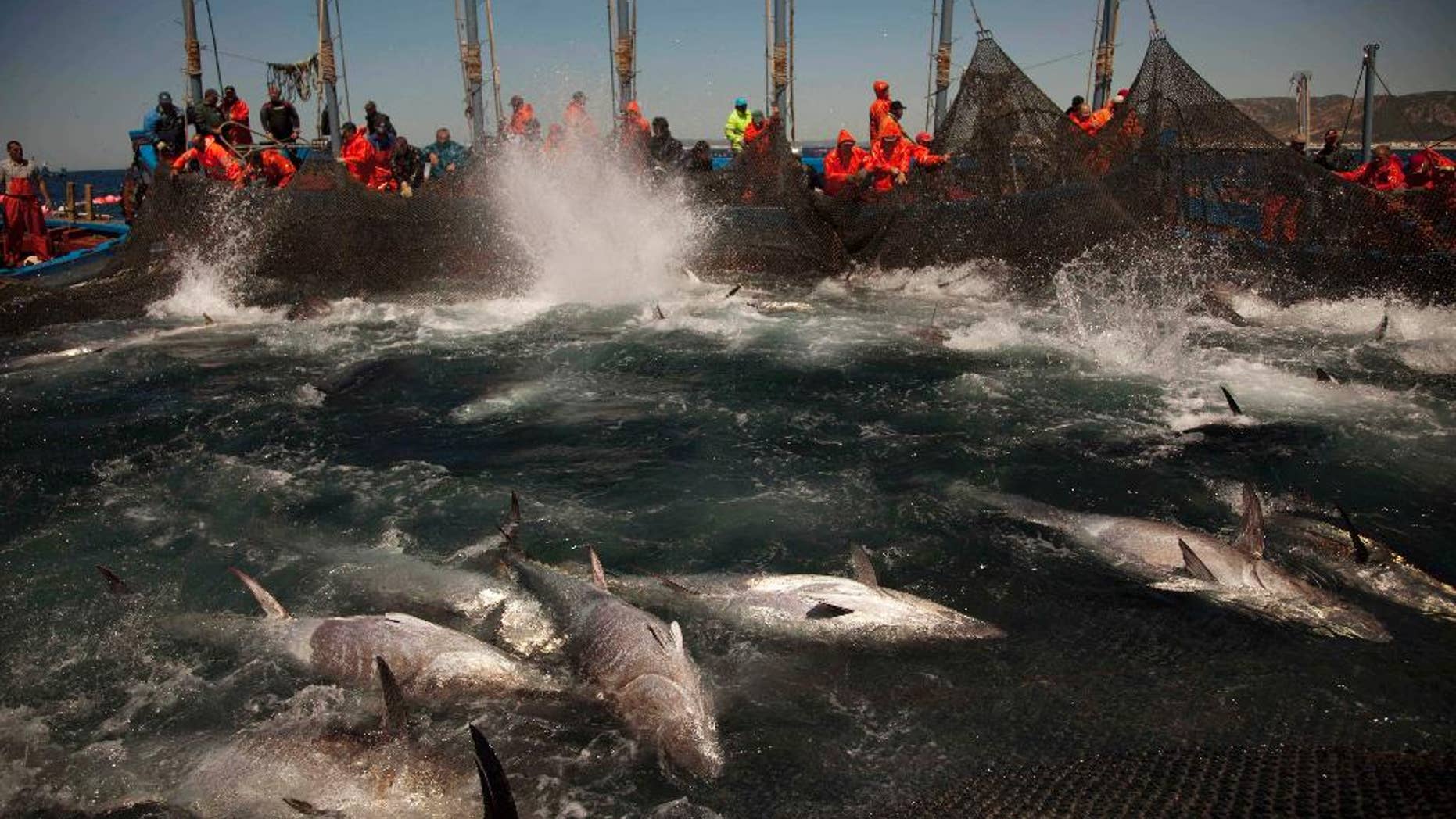 FILE - In this April 27, 2011 file photo, Atlantic bluefin tuna are corralled by fishing nets during the opening of the season for tuna fishing off the coast of Barbate, Cadiz province, southern Spain. Documents revealed on Friday, Feb. 27, 2015, show that Turkey is planning to catch up to 73 percent more Bluefin tuna than under an internationally agreed plan to limit the Atlantic Tuna catch. During an intense meeting of the International Commission for the Conservation of Atlantic Tunas, the European Union, Japan and others nations were angry at Turkey for announcing its unilateral intention to increase their own quotas. (AP Photo/Emilio Morenatti, File)
