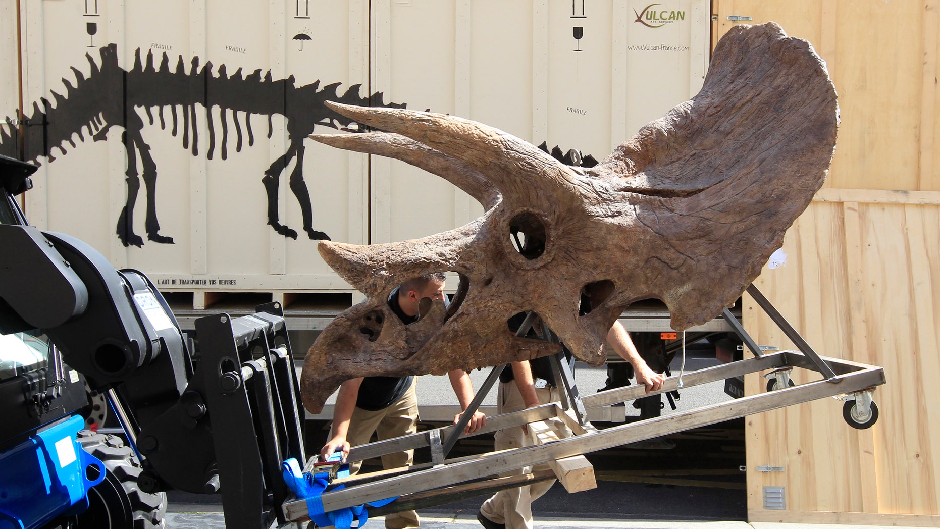 File photo: Workmen move the skull of a Triceratops which will be presented to the public in Paris June 27, 2011. The dinosaur skeletons will be presented to the public from July 1 through September 15. (REUTERS/Jacky Naegelen)