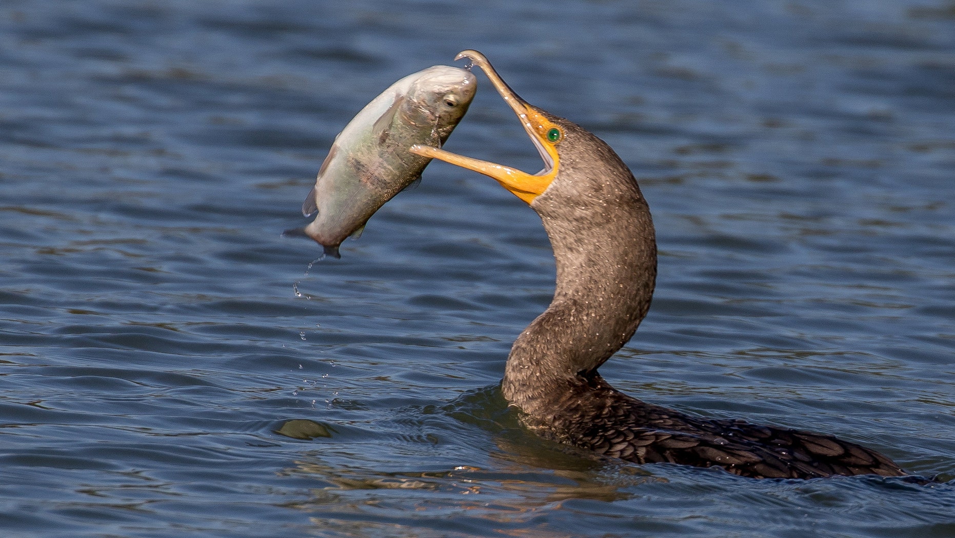 The cormorant struggles to swallow the catfish.