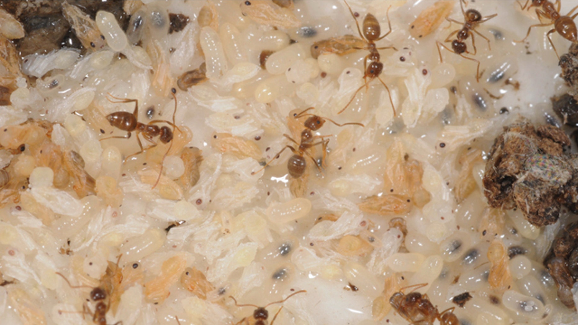 Hairy crazy ants are on the move in Florida, Texas, Mississippi and Louisiana. The flea-sized critters are called crazy because each ant in the horde seems to scramble randomly, moving so fast that videos look as if they're on fast-forward. Theyre called hairy because of dense hair that, to the naked eye, make them look less glossy than their cousins.