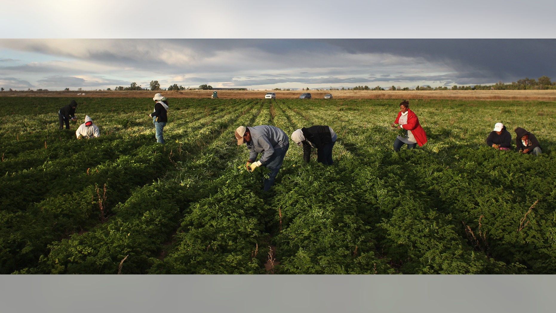 WELLINGTON, CO - OCTOBER 11: Mexican migrant workers harvest organic parsley at Grant Family Farms on October 11, 2011 in Wellington, Colorado. Although demand for the farm's organic produce is high, Andy Grant said that his migrant labor force, mostly from Mexico, is sharply down this year and that he'll be unable to harvest up to a third of his fall crops, leaving vegetables in the fields to rot. He said that stricter U.S. immigration policies nationwide have created a "climate of fear" in the immigrant community and many workers have either gone back to Mexico or have been deported. Although Grant requires proof of legal immigration status from his employees, undocumented migrant workers frequently obtain falsified permits in order to work throughout the U.S. Many farmers nationwide say they have found it nearly impossible to hire American citizens for seasonal labor-intensive farm work. (Photo by John Moore/Getty Images)