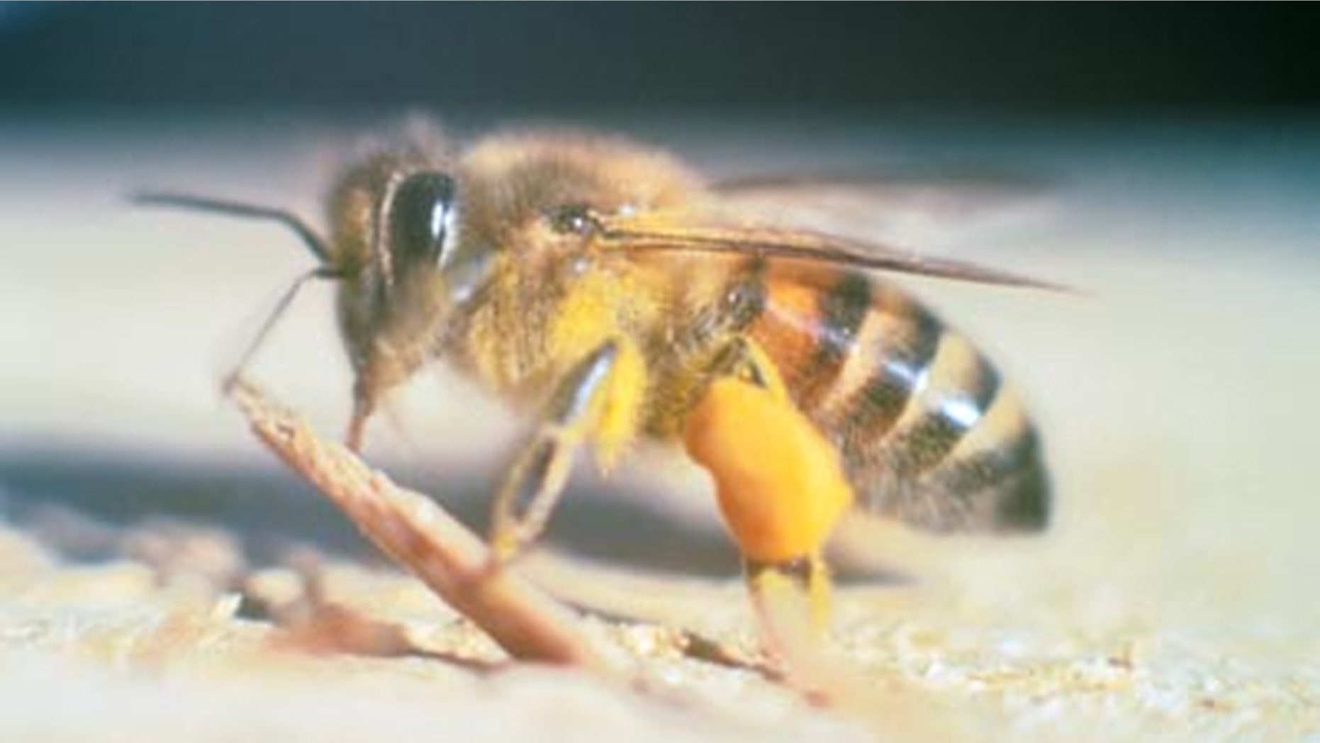 Africanized honey bees have invaded Central California.