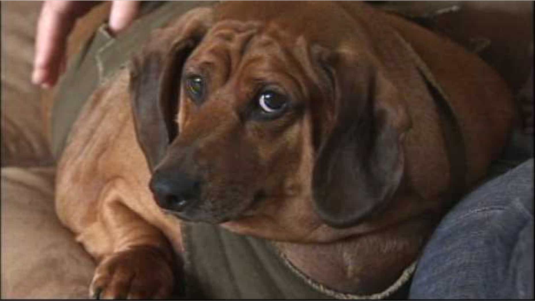 A custody battle is under way in Oregon between two sides who rescued Obie, a dachshund who once tipped the scales at 77 pounds and made headlines all around the world.