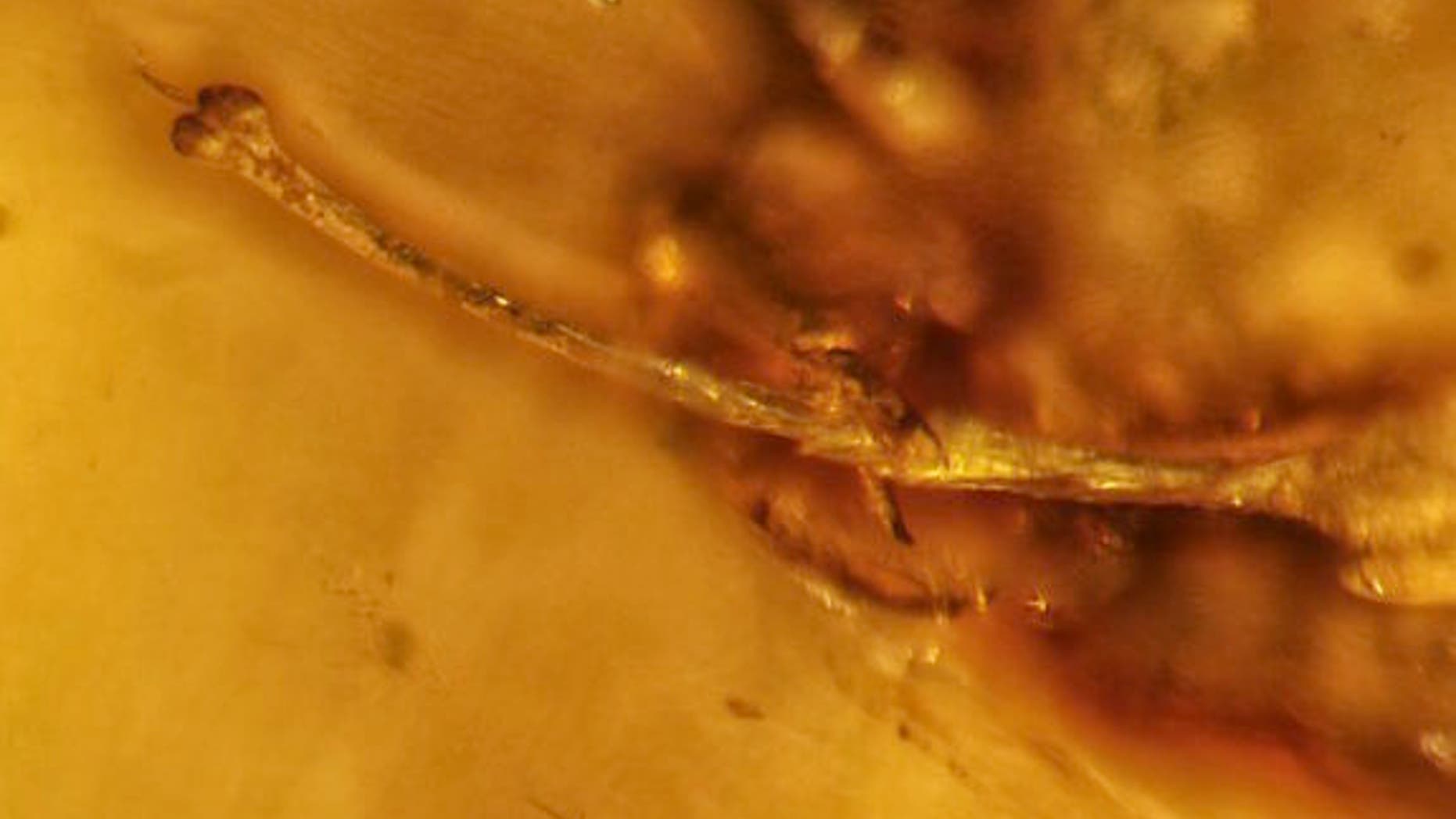 A close look at the erect harvestman penis found trapped in amber in Myanmar.