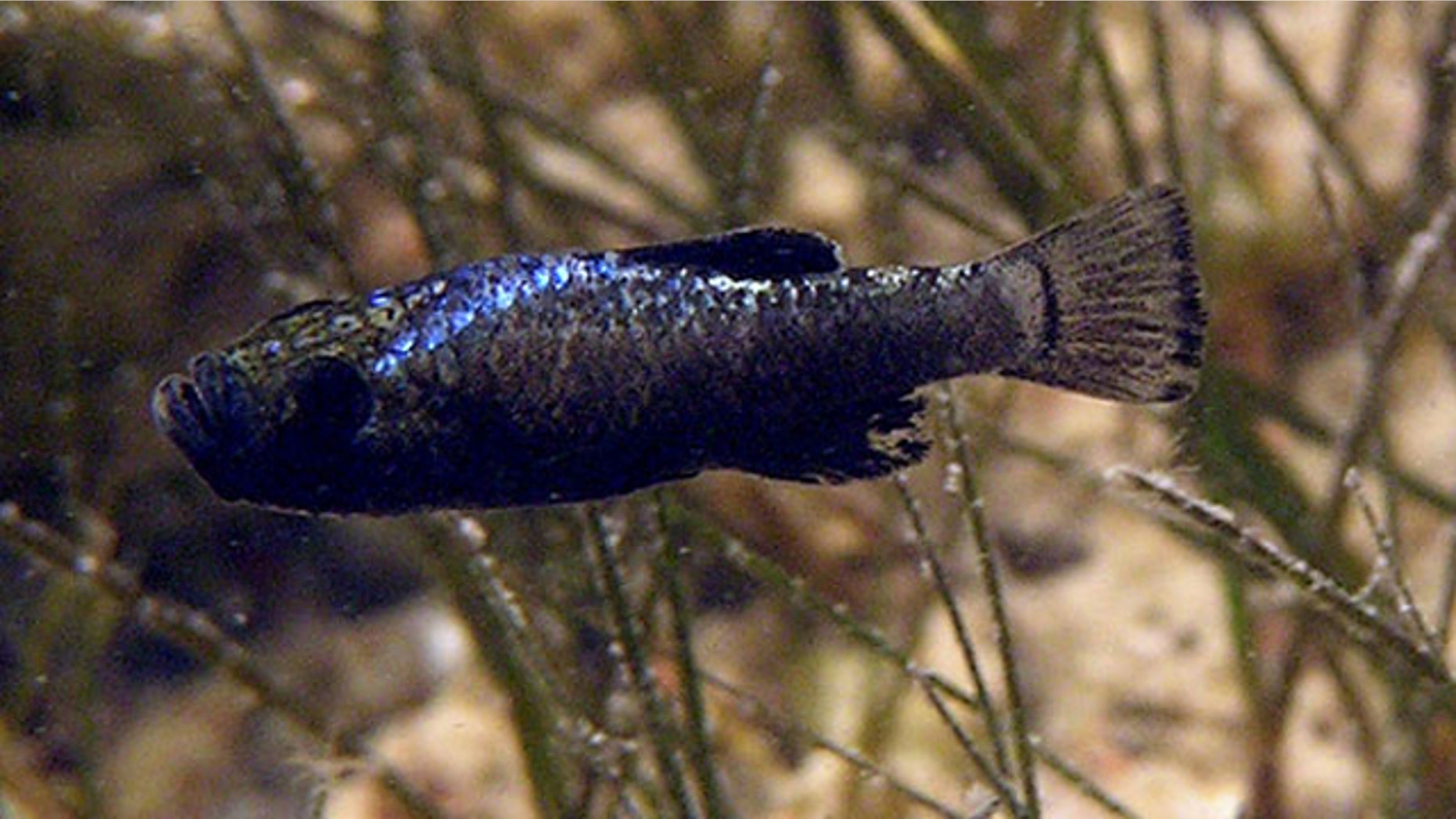This pupfish from San Salvador island is the only species known to eat scales from other fish.
