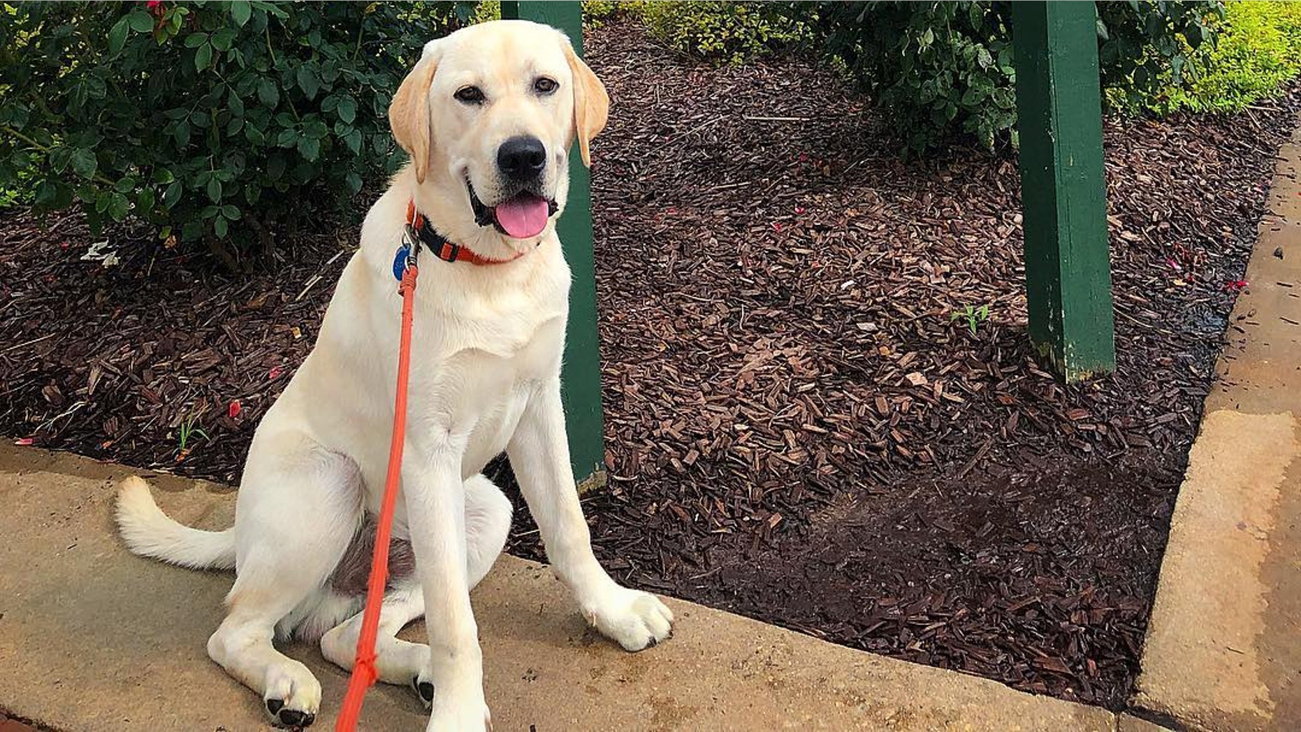 Spike, a service-dog-in-training, made some time to continue his education during a road trip to North Carolina.