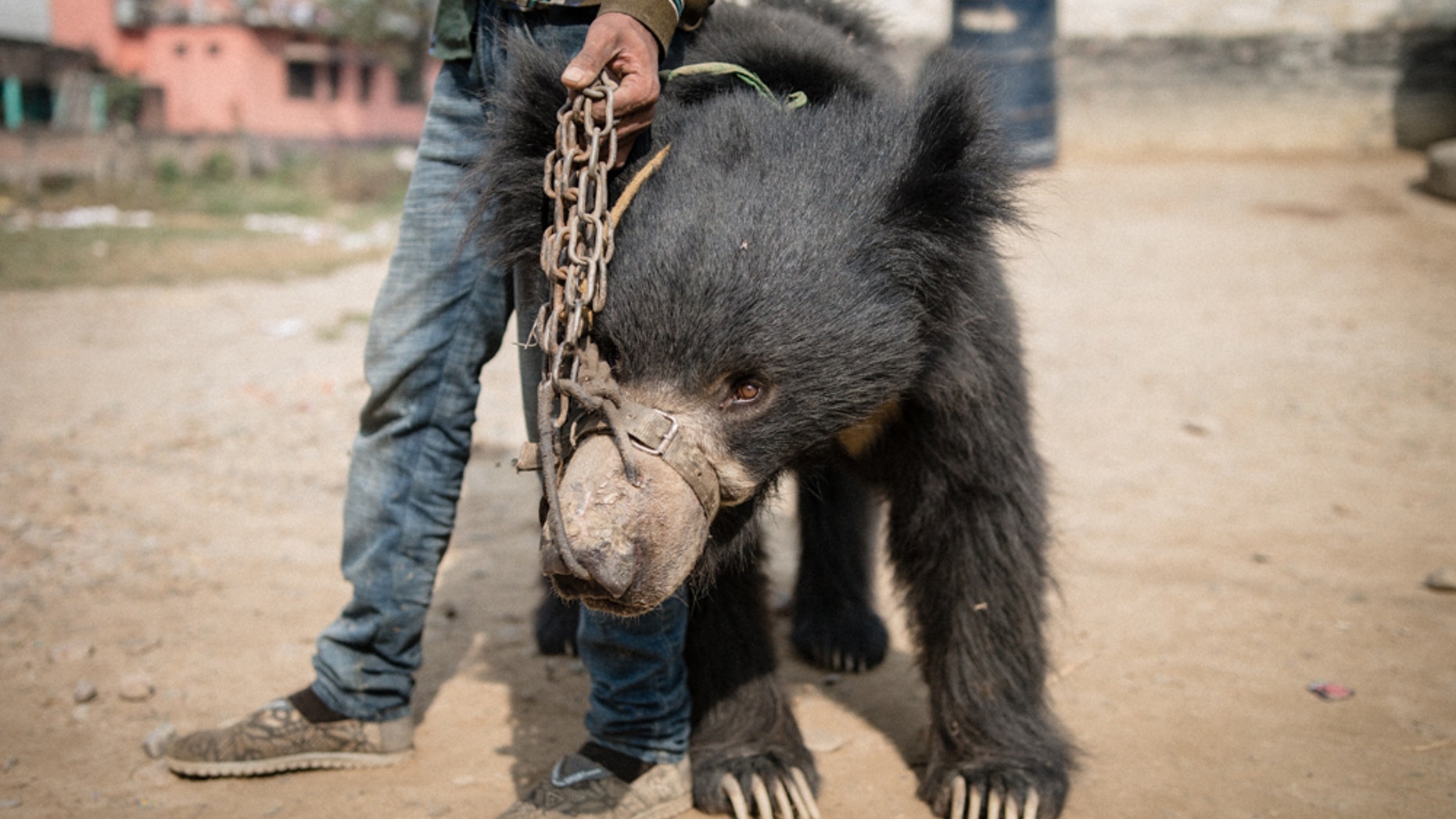 One of the dancing bears rescued in Nepal (World Animal Protection)