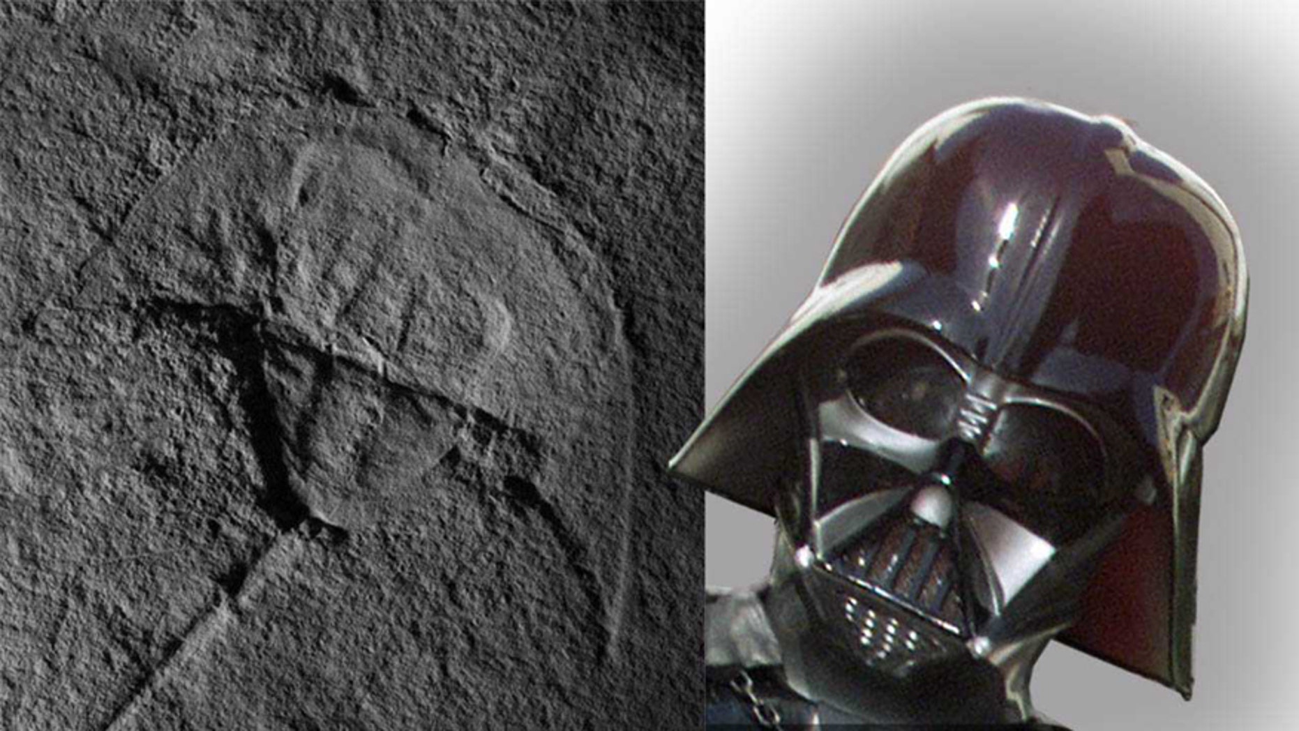 An image of the first fossil horseshoe crab from the Triassic North America, alongside an illustration of Darth Vader. (Credit: New Mexico Museum of Natural History and Science in Albuquerque and Alex Vros)