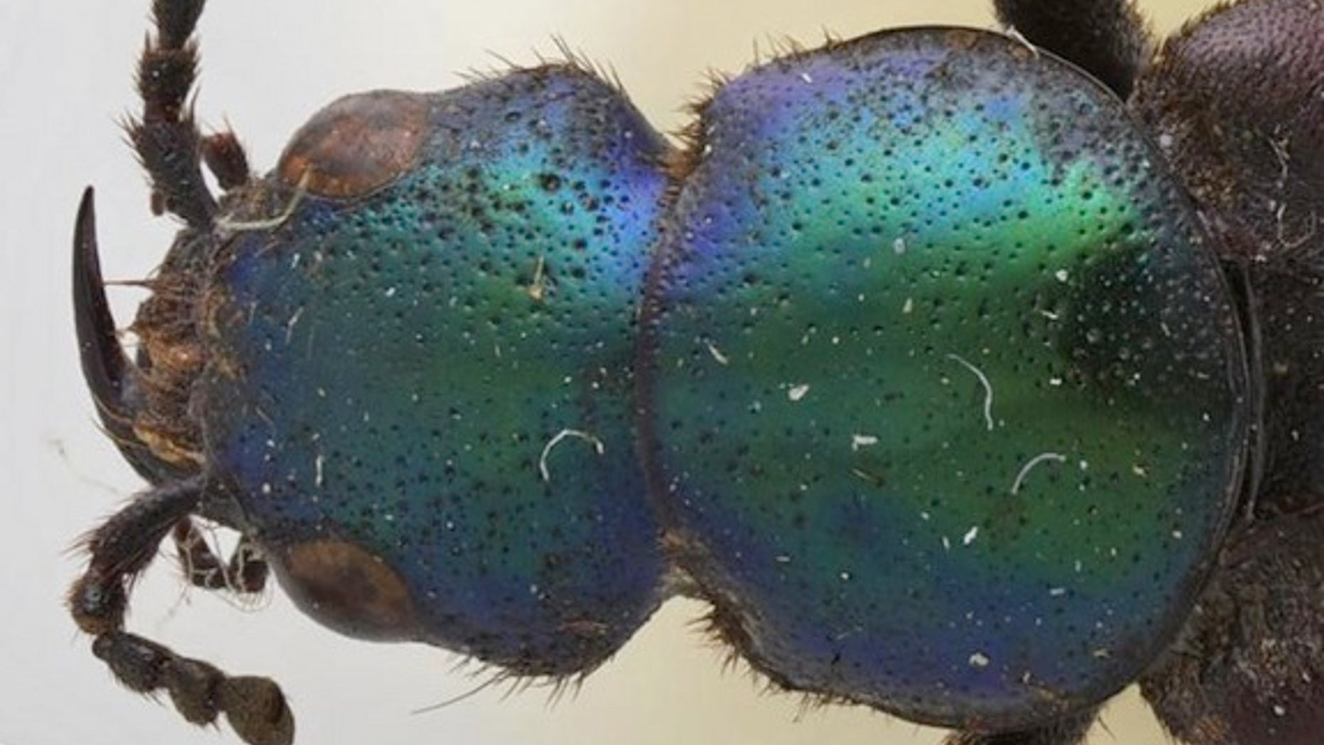 A close up of the colorful beetle species Darwinilus sedarisi.