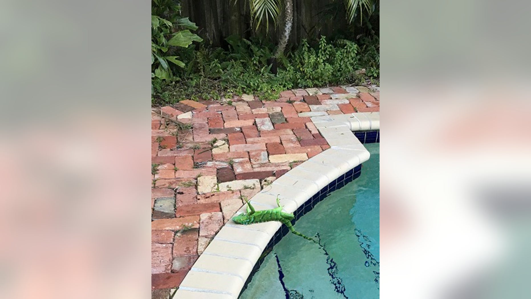 Cold Florida temps causing iguanas to 'freeze,' fall out of trees | Fox News