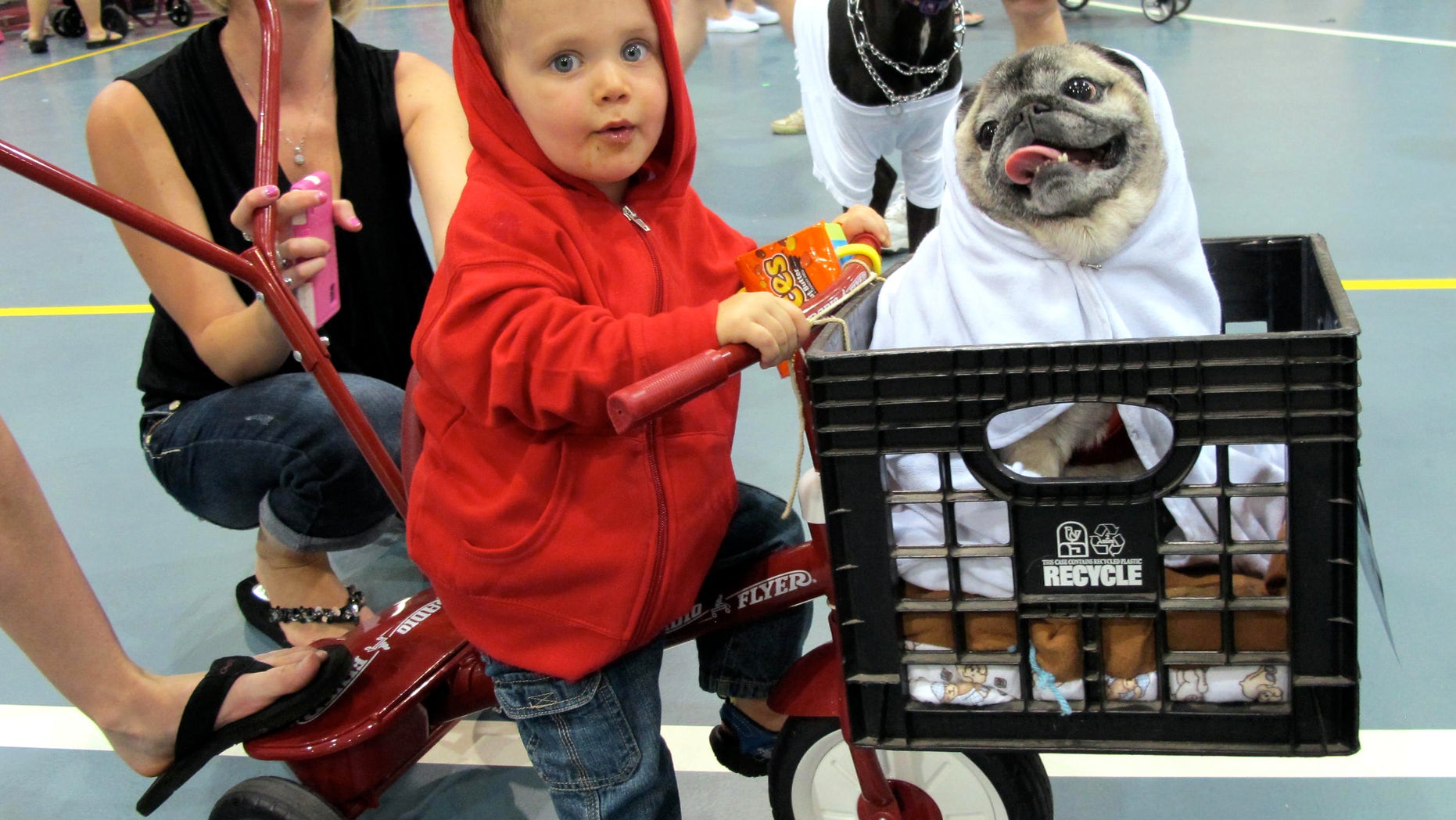 In this May 19, 2013, photo Lucas Purdy, 1, and Peke the pug won first place in one of the costume contests at Milwaukee Pug Fest in Franklin, Wis. The annual event, that helps pay for medical and dental bills for rescued pugs, attracted more than 1,700 pugs and other smushy-faced dogs along with 2,900 humans from the U.S. and Canada. (AP Photo/Carrie Antlfinger)