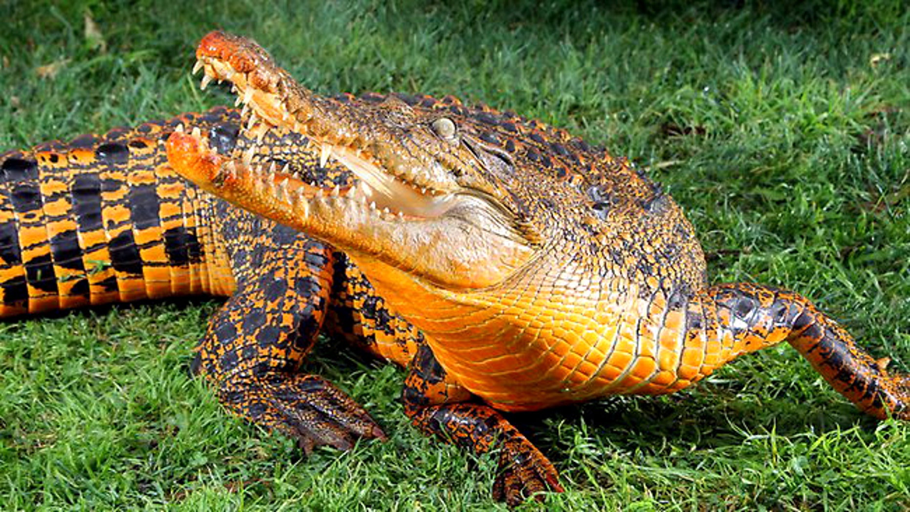 Snappy, an 8-foot-2-inch crocodile, is sporting haute-couture orange skin -- the result of attacking the water filter of his enclosure at Roaming Reptiles animal park in Australia.