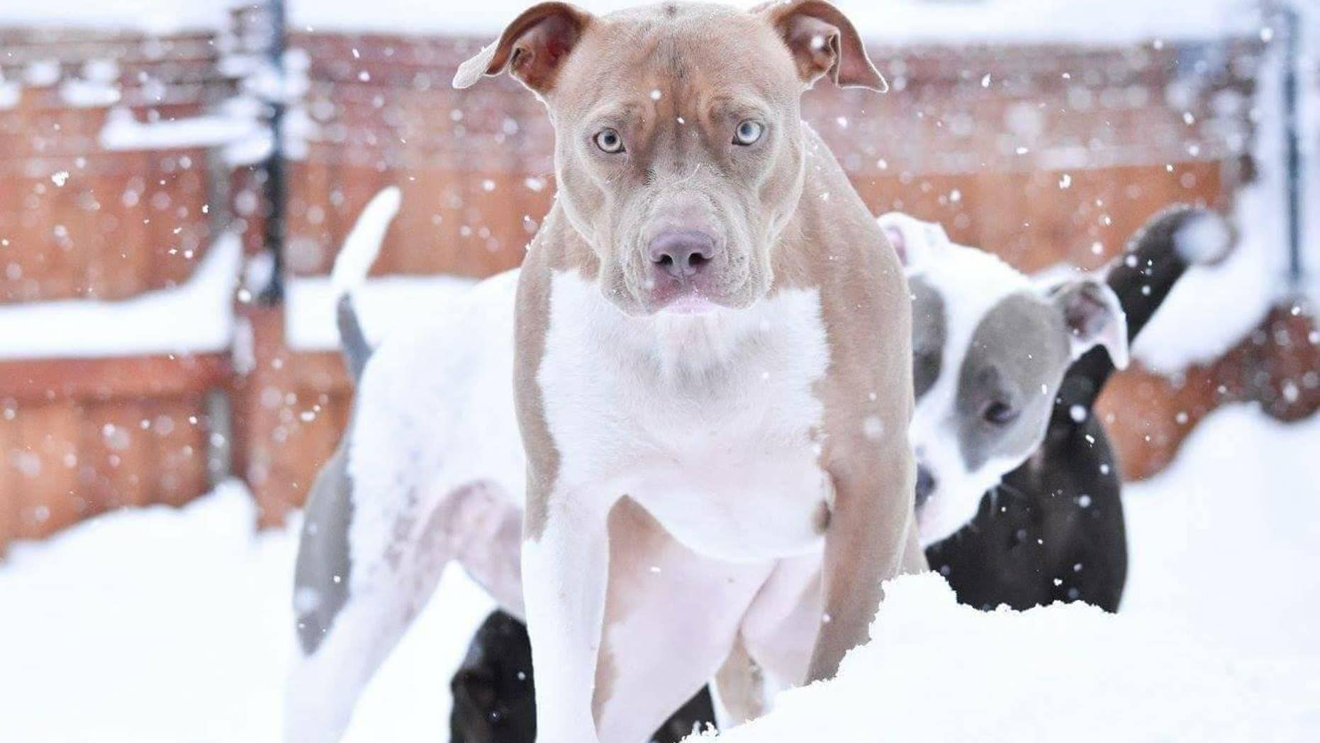 Ronene Ando, of Buffalo, New York, credits her pit bull Ruby with saving her life.