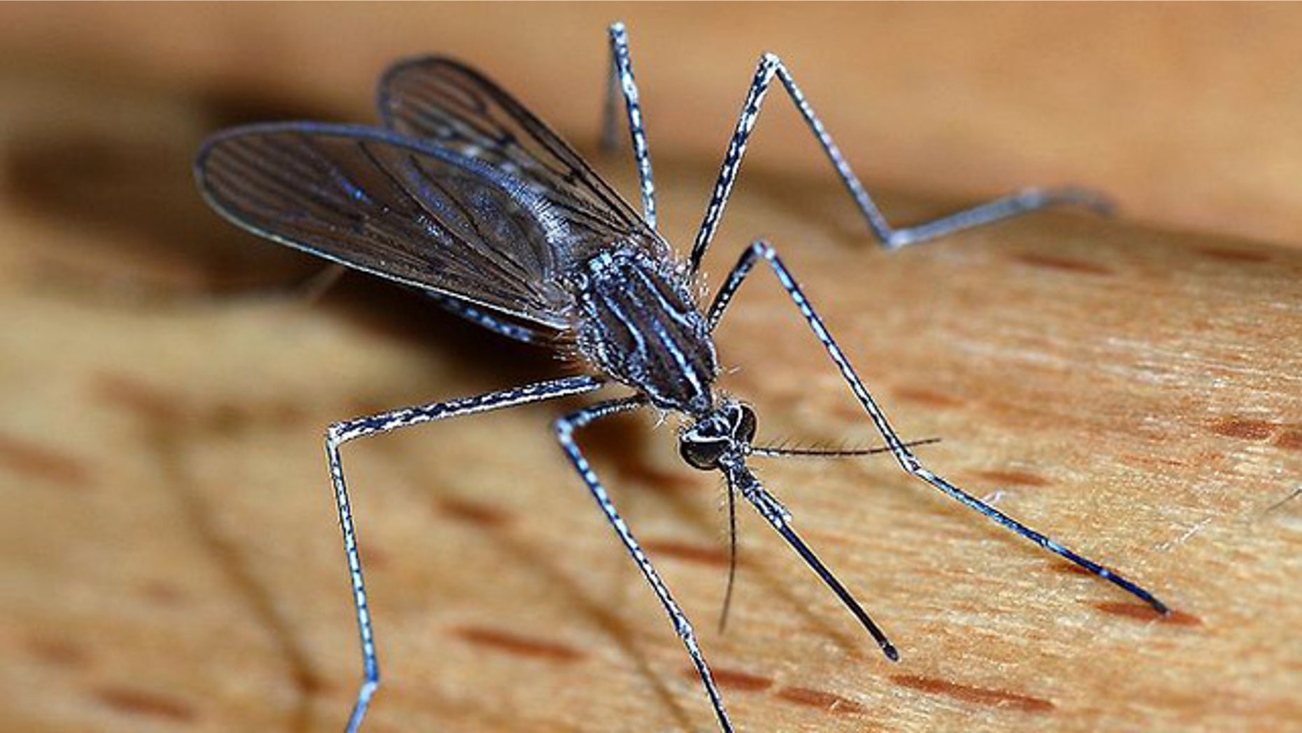 Around 40 percent of the world's population is at risk of malaria, often transmitted through mosquito bites.