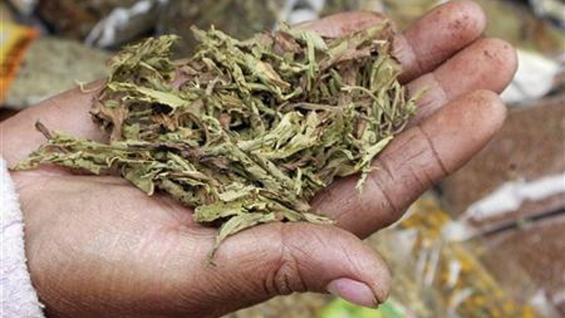 A farmer holds a crop of Stevia