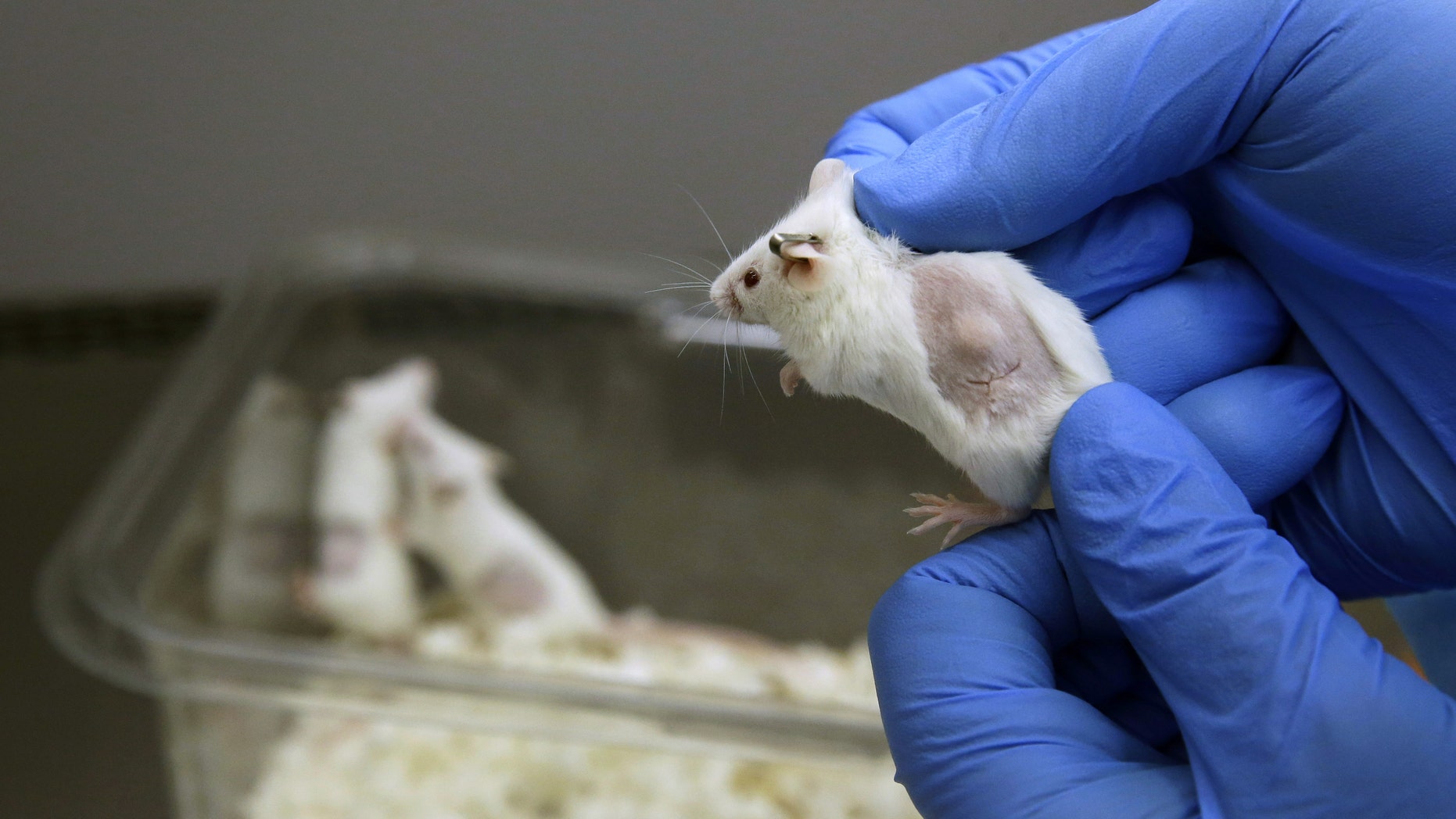 Sept. 19, 2014: In this photo, Charles Cook, manager of facilities and operations at Champions Oncology, displays mouse carrying a cancer patient's tumor graft under its skin in a lab in Baltimore.