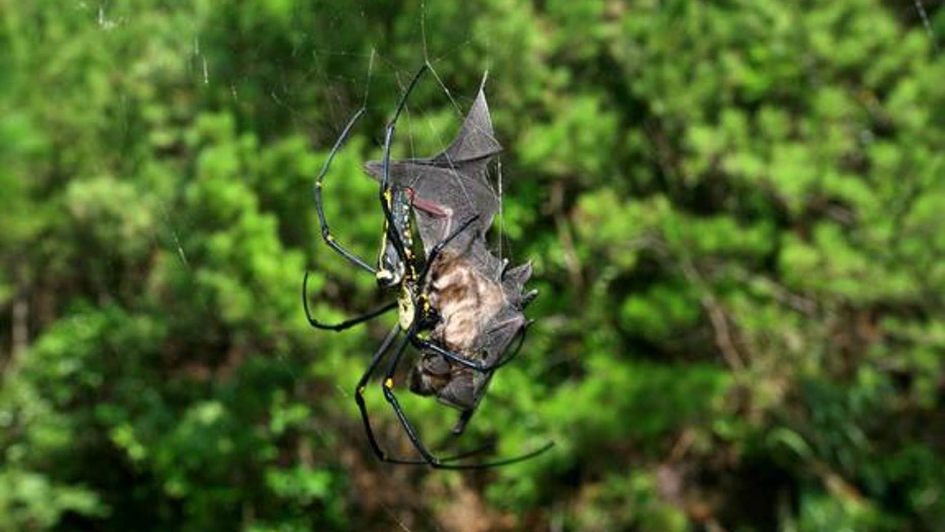 Bat-eating spiders are common and apparently creep around every continent, except Antarctica, devouring various bat species. Here, a dead bat (<em>Rhinolophus cornutus orii</em>) caught in the web of a female <em>Nephila pilipes</em> on Amami-O