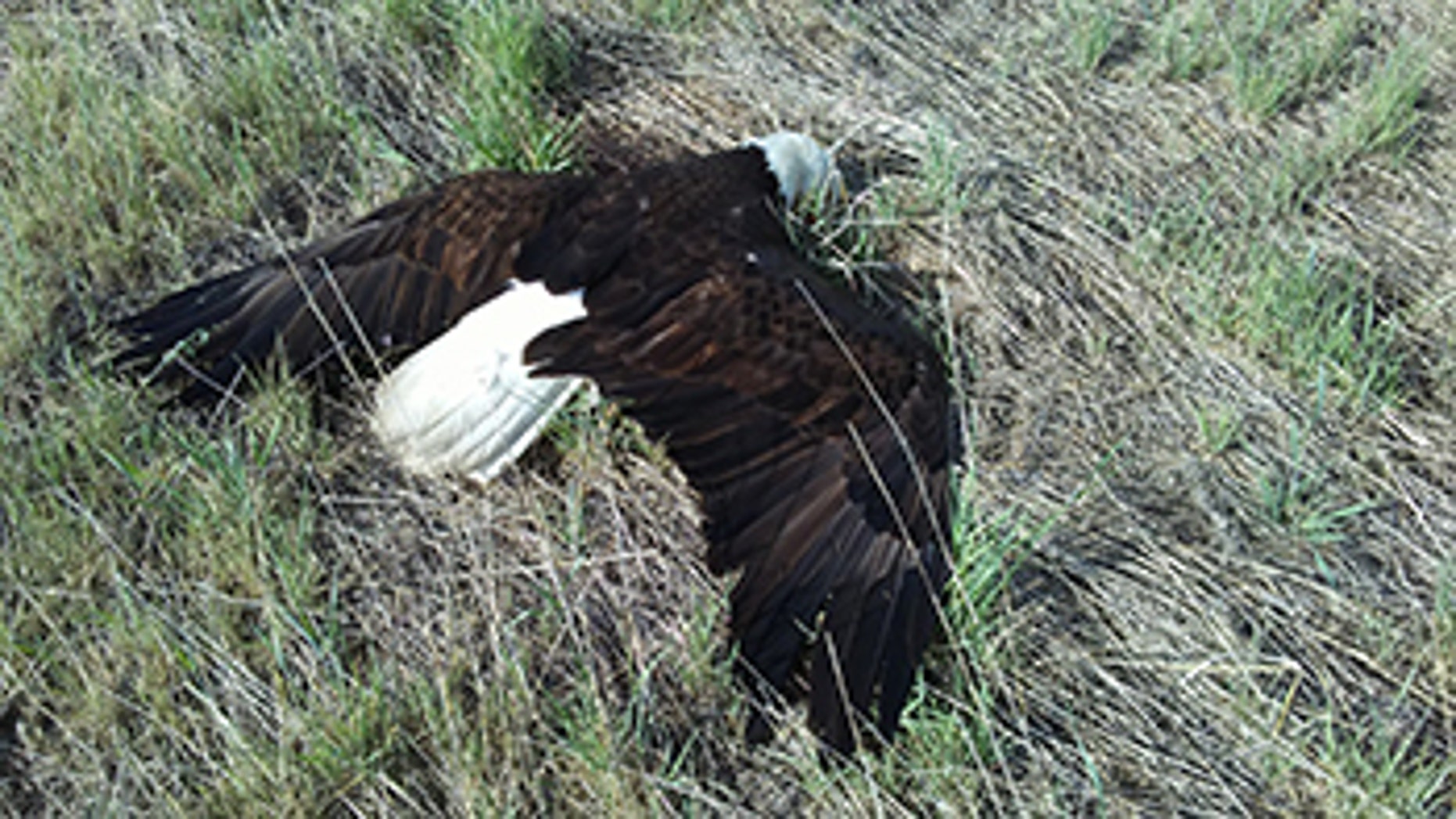 The bald eagle died roughly one to two days after it was shot, officials say.