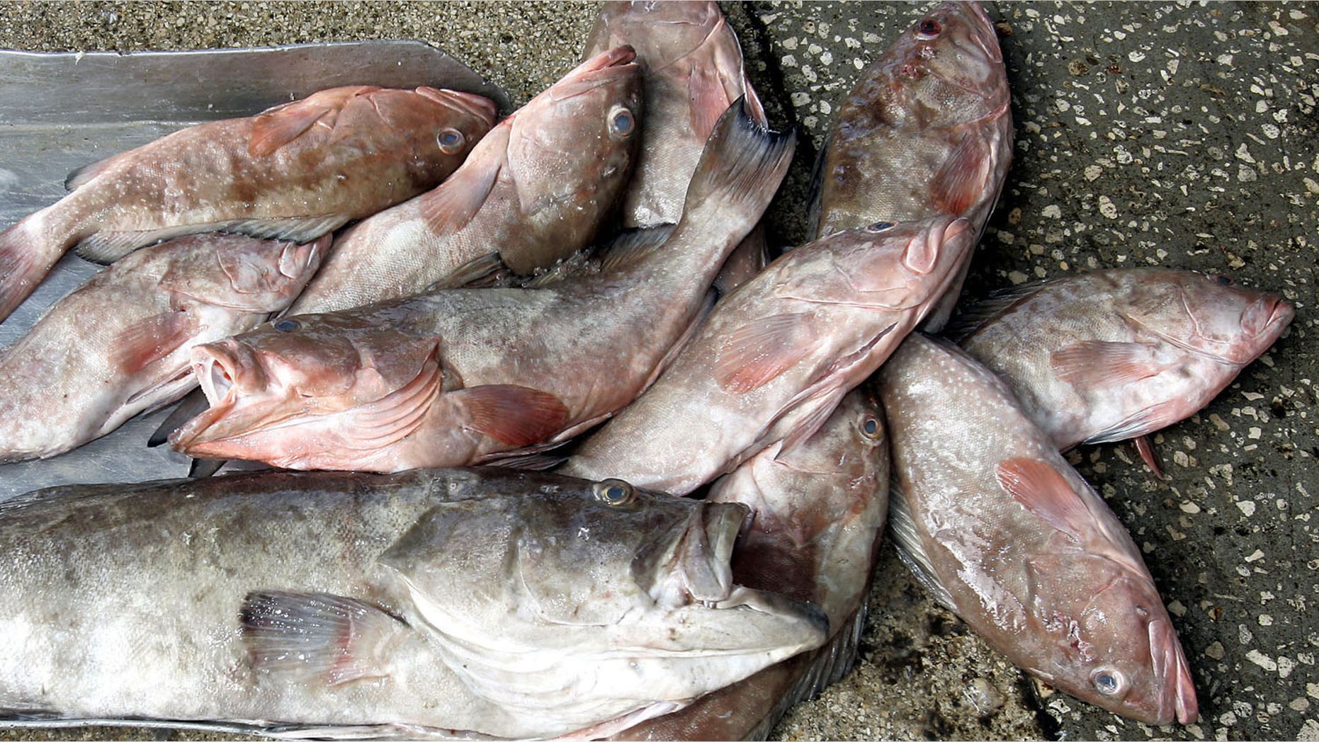 ** ADVANCE FOR WEEKEND EDITIONS OF OCT. 15-16 ** Grouper wait to be packed in ice after being taken off a fishing boat at the Madeira Beach Seafood, Monday, Oct. 10, 2005 in Madeira Beach, Fla. The demand for grouper is so great that the federal government had to put quotas on how much can be harvested. (AP Photo/Chris O'Meara)