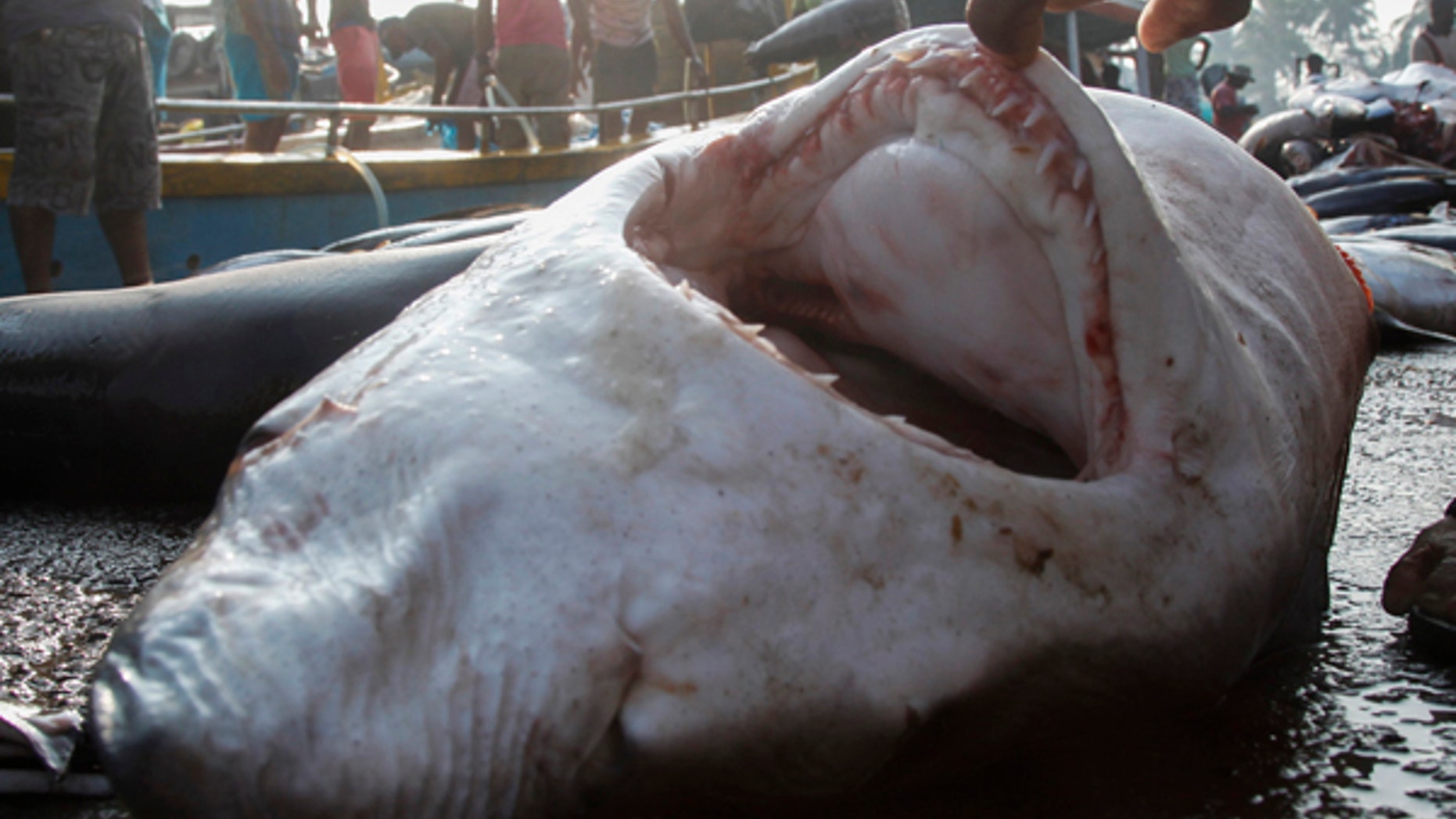 A man checks the mouth of a dead shark next to fishing boats at the dock of the Mirissa Fisheries Harbour in south Sri Lanka April 3, 2014. More than 100 million sharks are killed each year according to the UN Food and Agriculture Organization. The fins of sharks are in great demand for banquet soups in Asia, and fins can sell for as much as $700 a pound. REUTERS/David Loh (SRI LANKA - Tags: ENVIRONMENT ANIMALS) - RTR3JT88