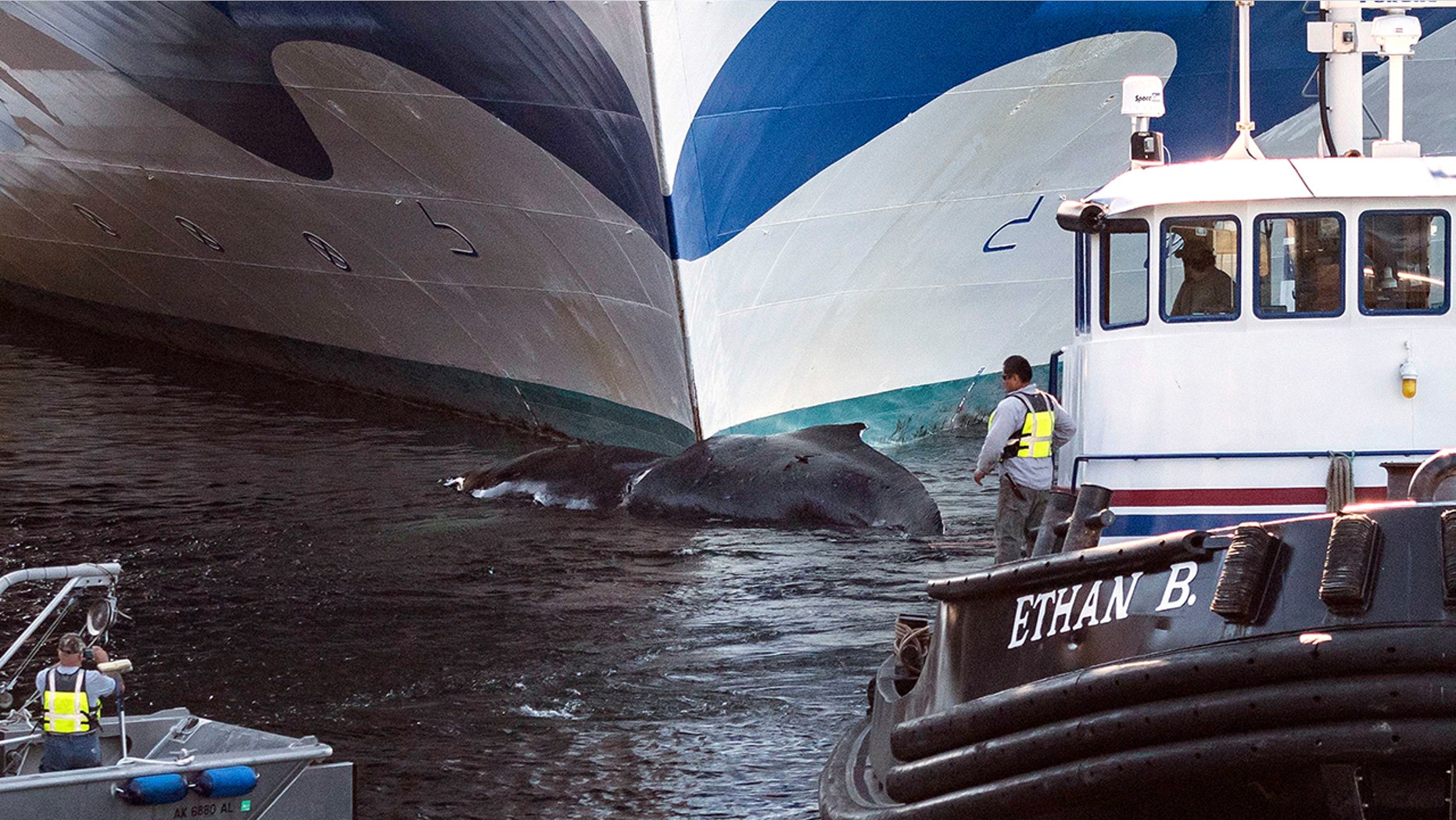 A dead whale was found stuck to the bow of the Grand Princess cruise ship coming into port in Alaska