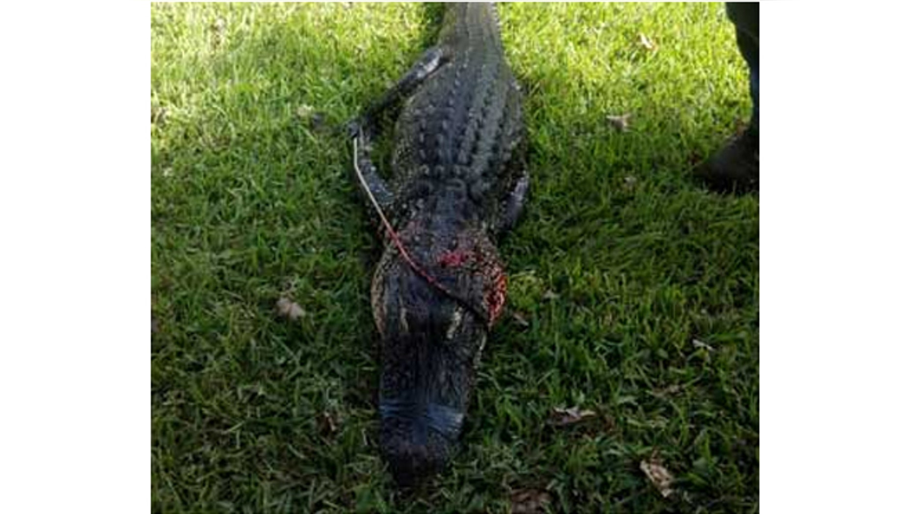 Authorities tracked and killed an alligator they say took the arm of an elderly woman.