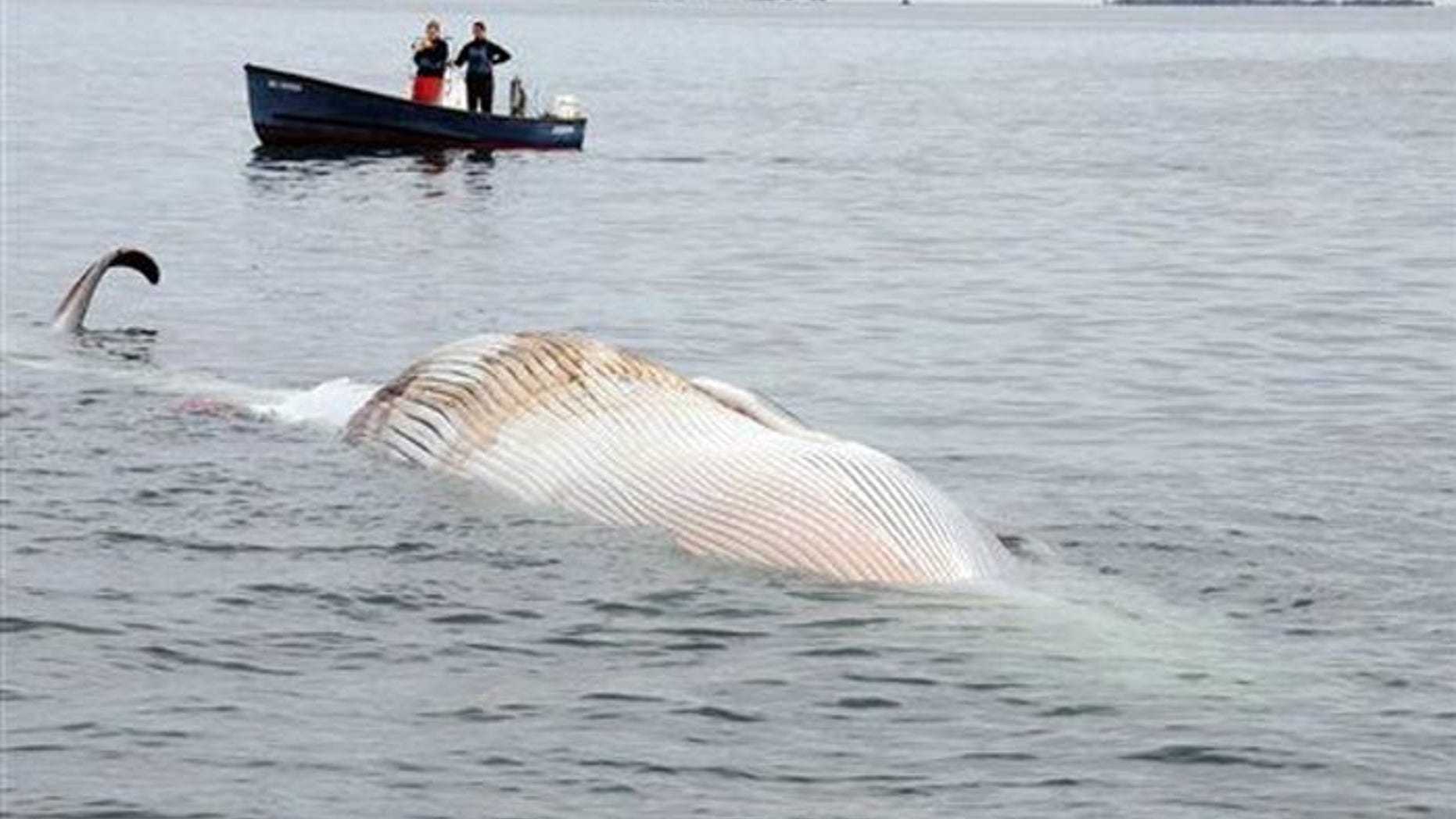 The whale will be more closely examined once it washes ashore. (AP/The New England Aquarium)