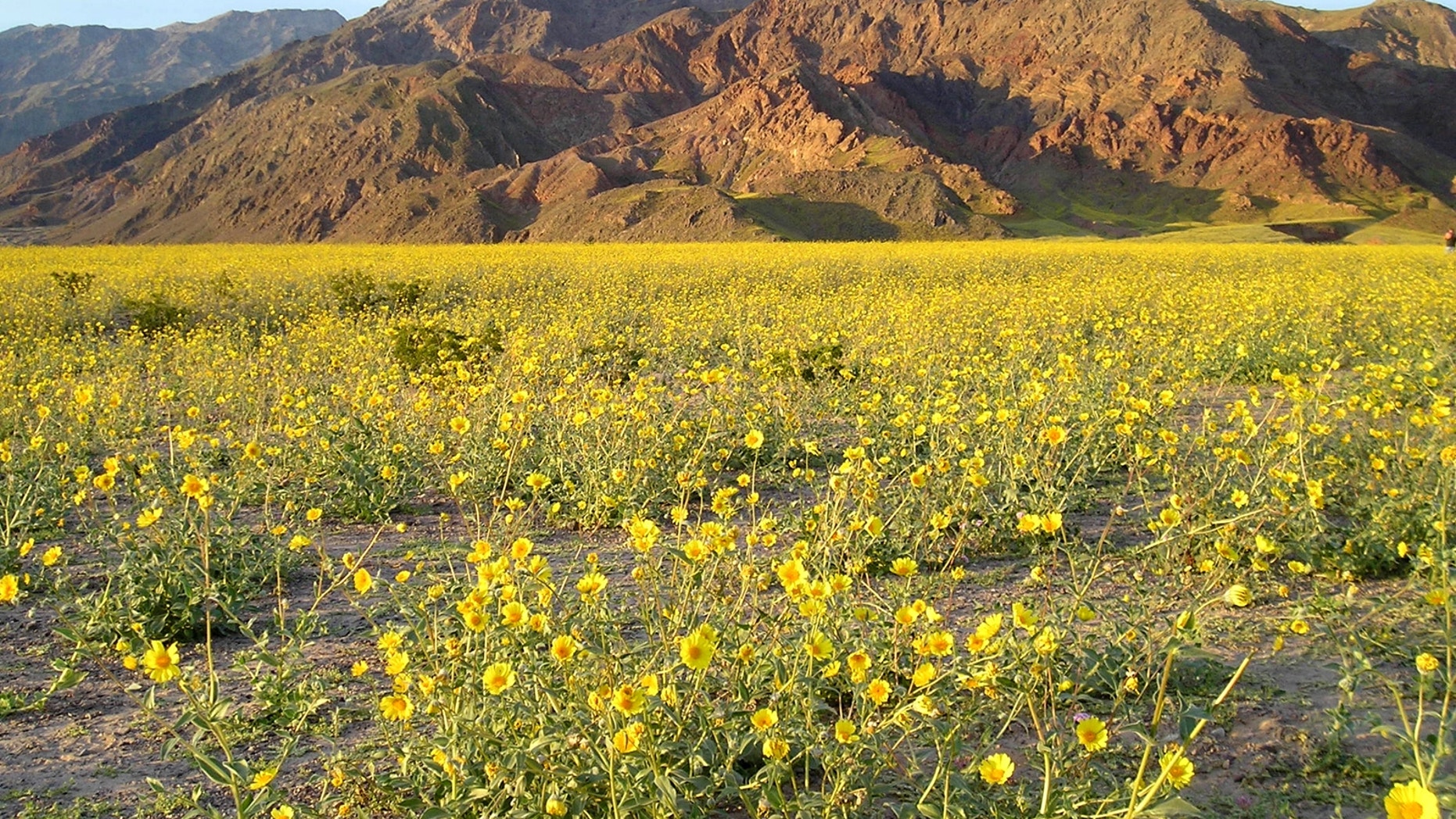 File photo - Abundant winter rains caused a spectacular Death Valley wildflower display in the spring of 2005 (National Park Service).