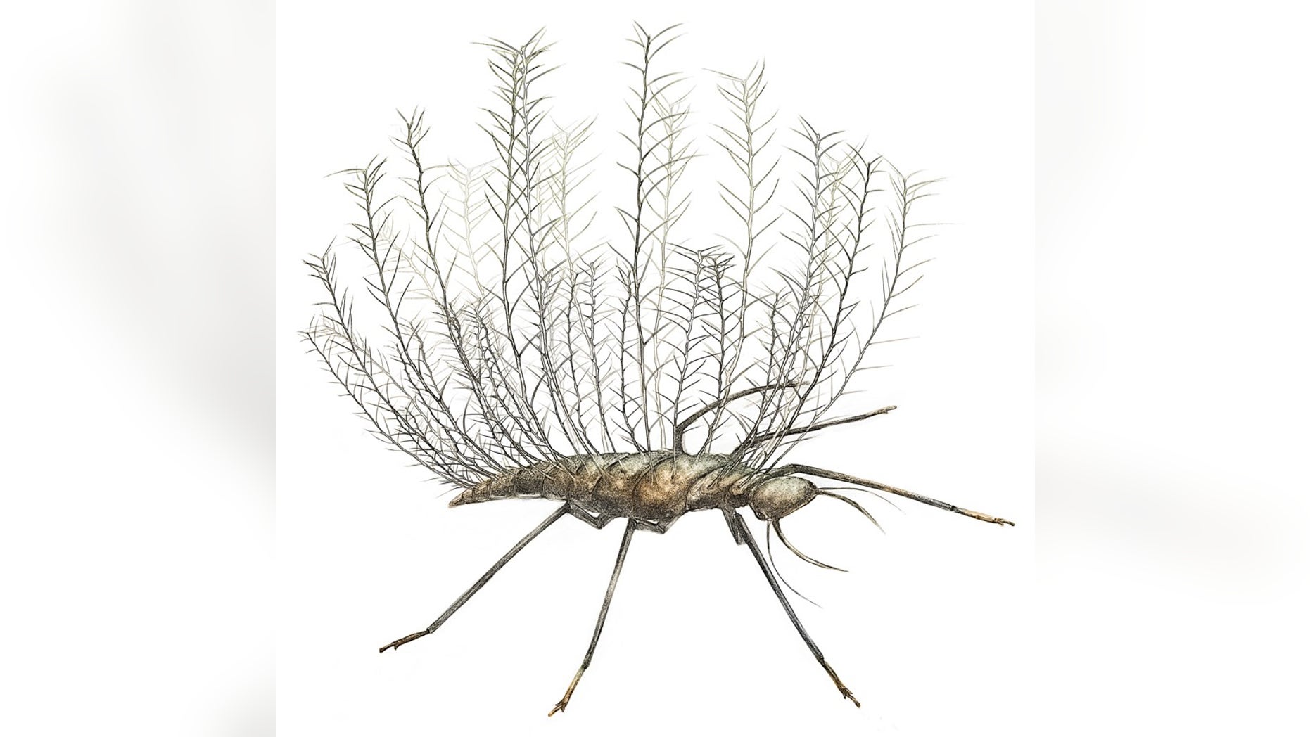 The bizarre, spiky larvae of the Chrysopoid (lacewing) is adapted for carrying debris on its back. Researchers reconstructed this image from a Cretaceous fossil that was preserved in Burmese amber.