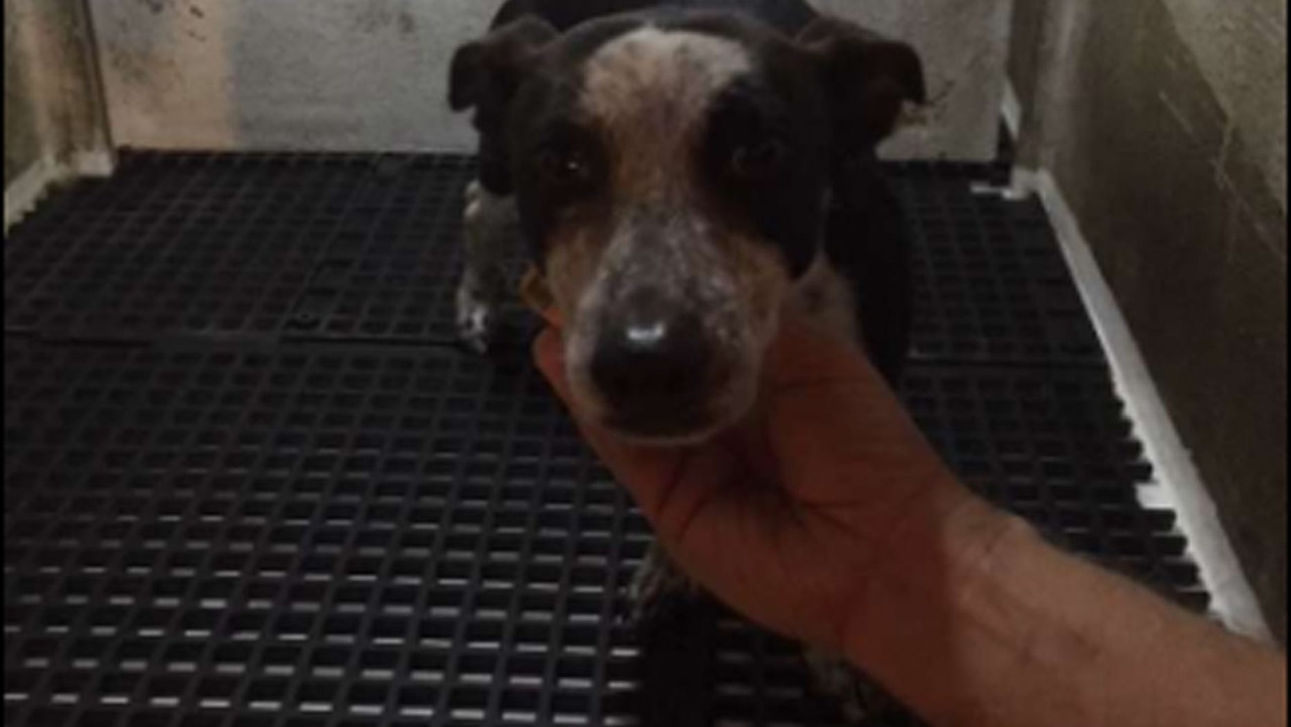 Enping Qu, 22, allegedly poured water on a dog at least five times.